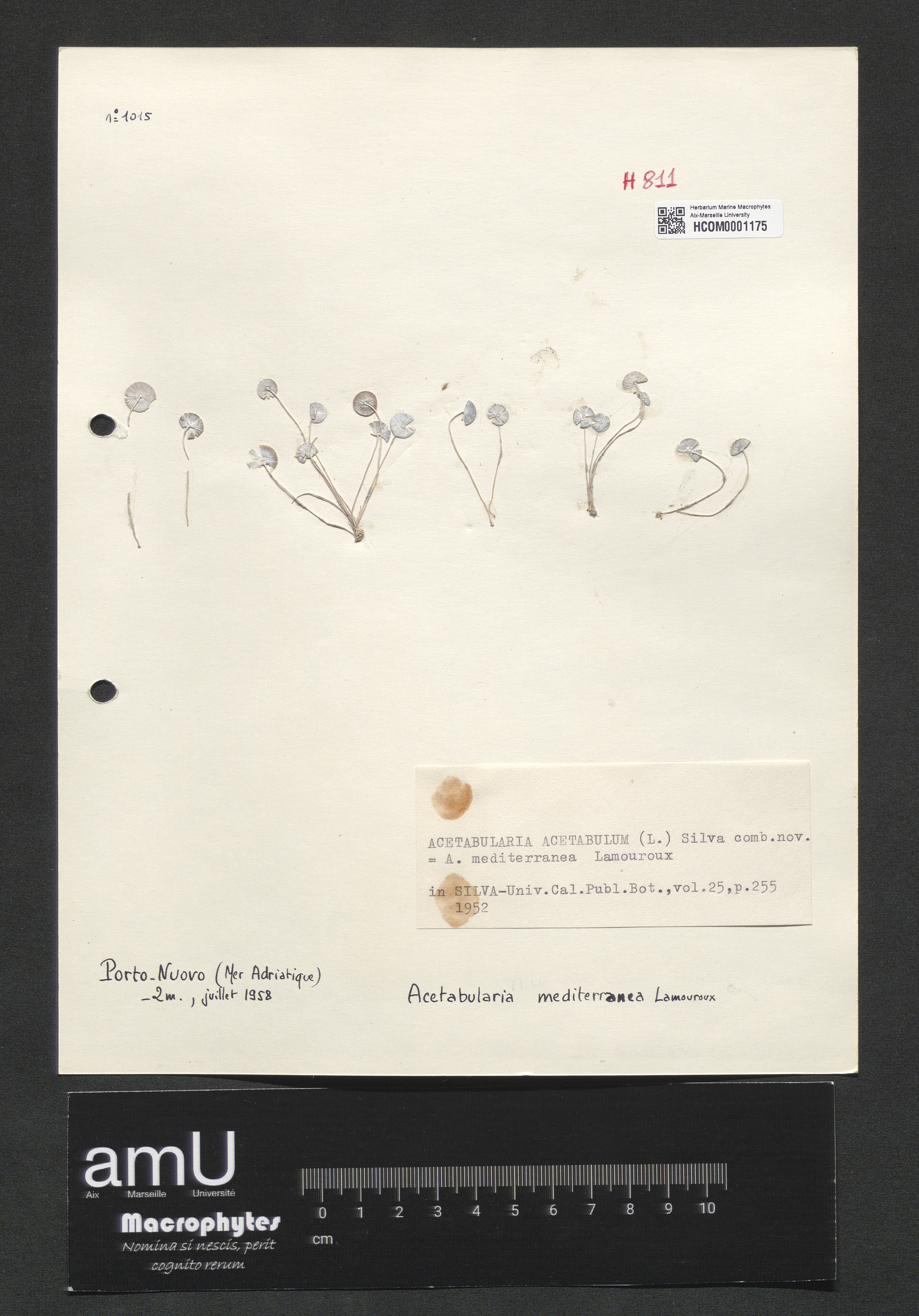 Acetabularia mediterranea specimen
