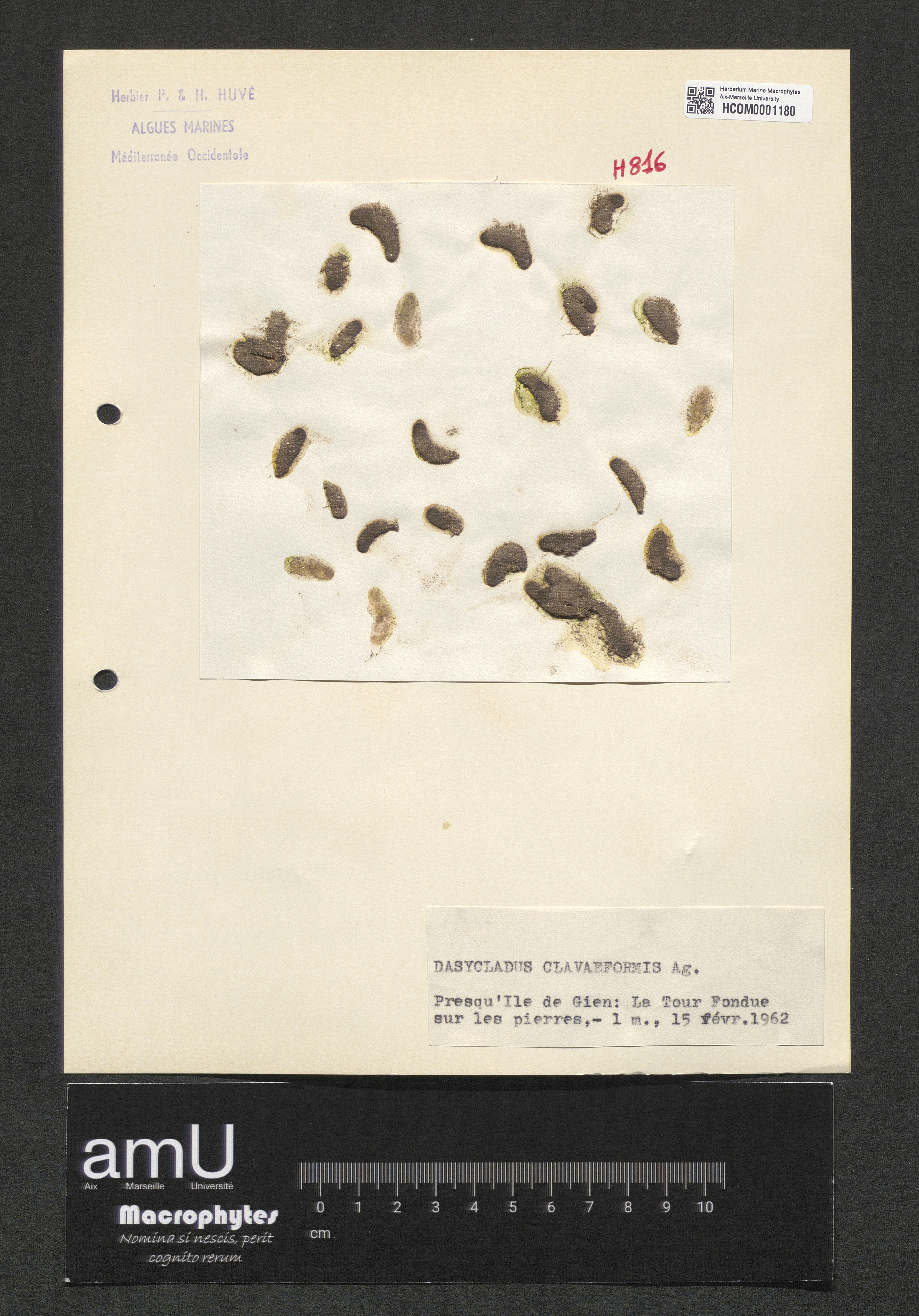 Dasycladus clavaeformis specimen
