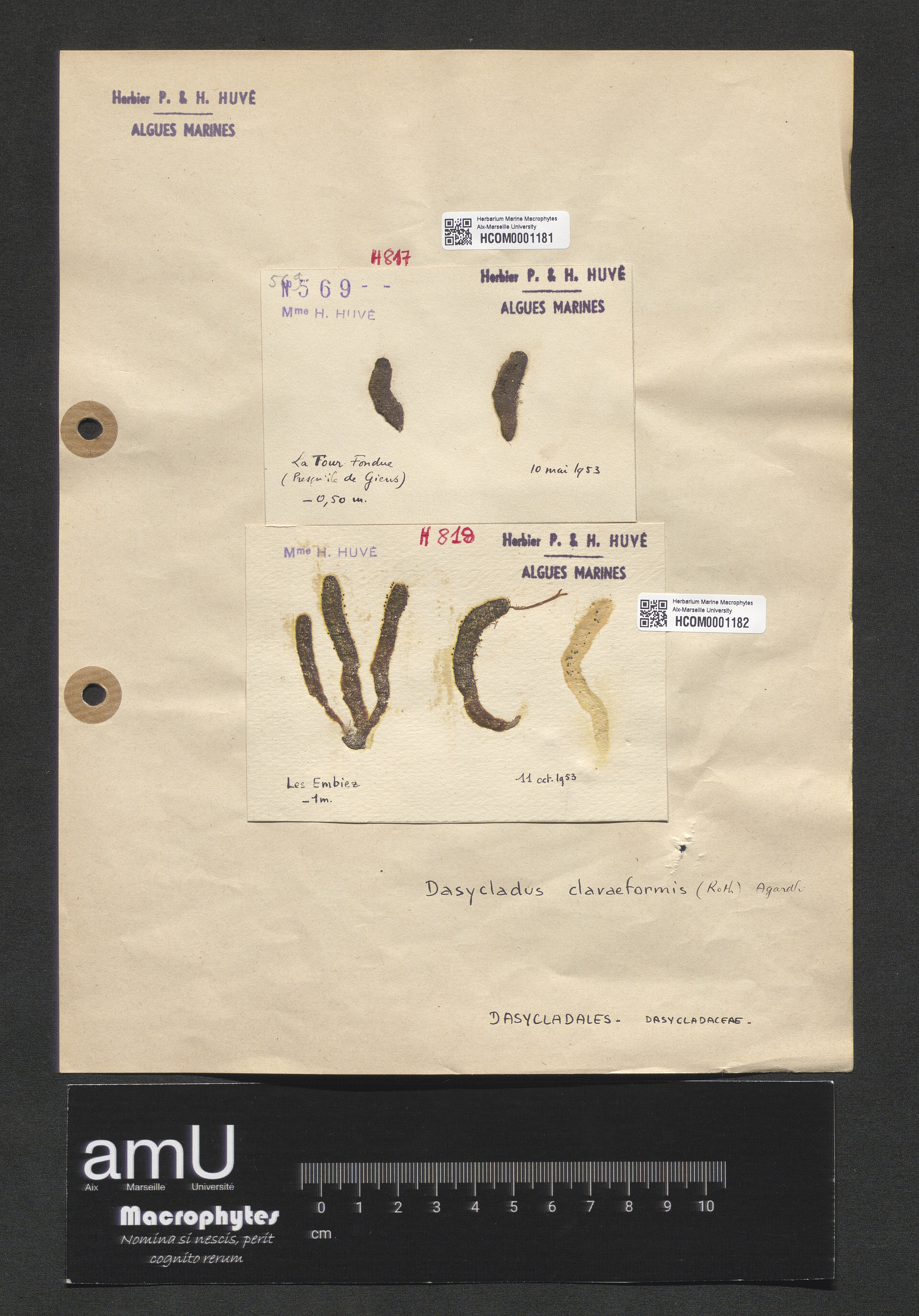 Dasycladus clavaeformis specimen