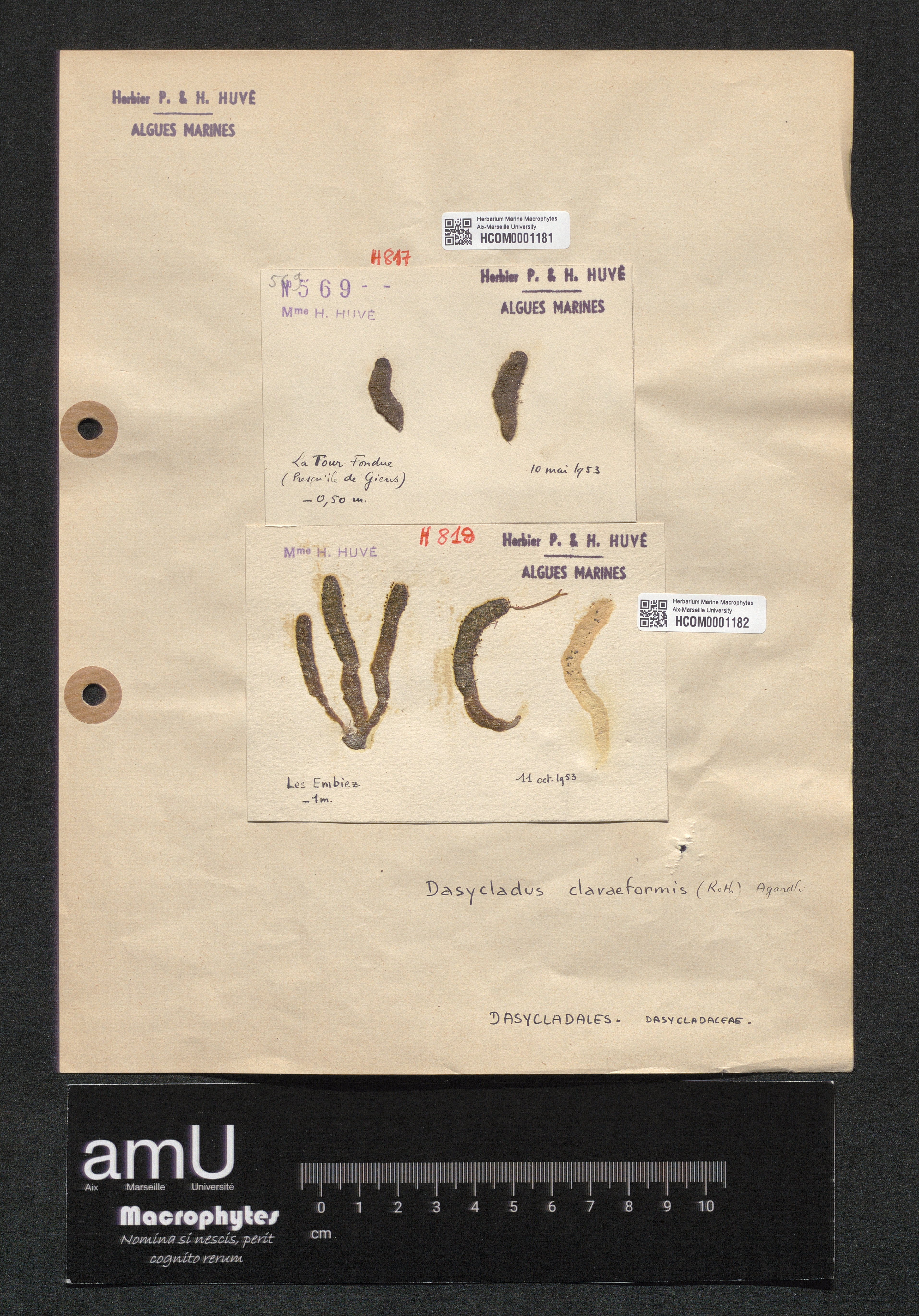 Dasycladus clavaeformis specimen