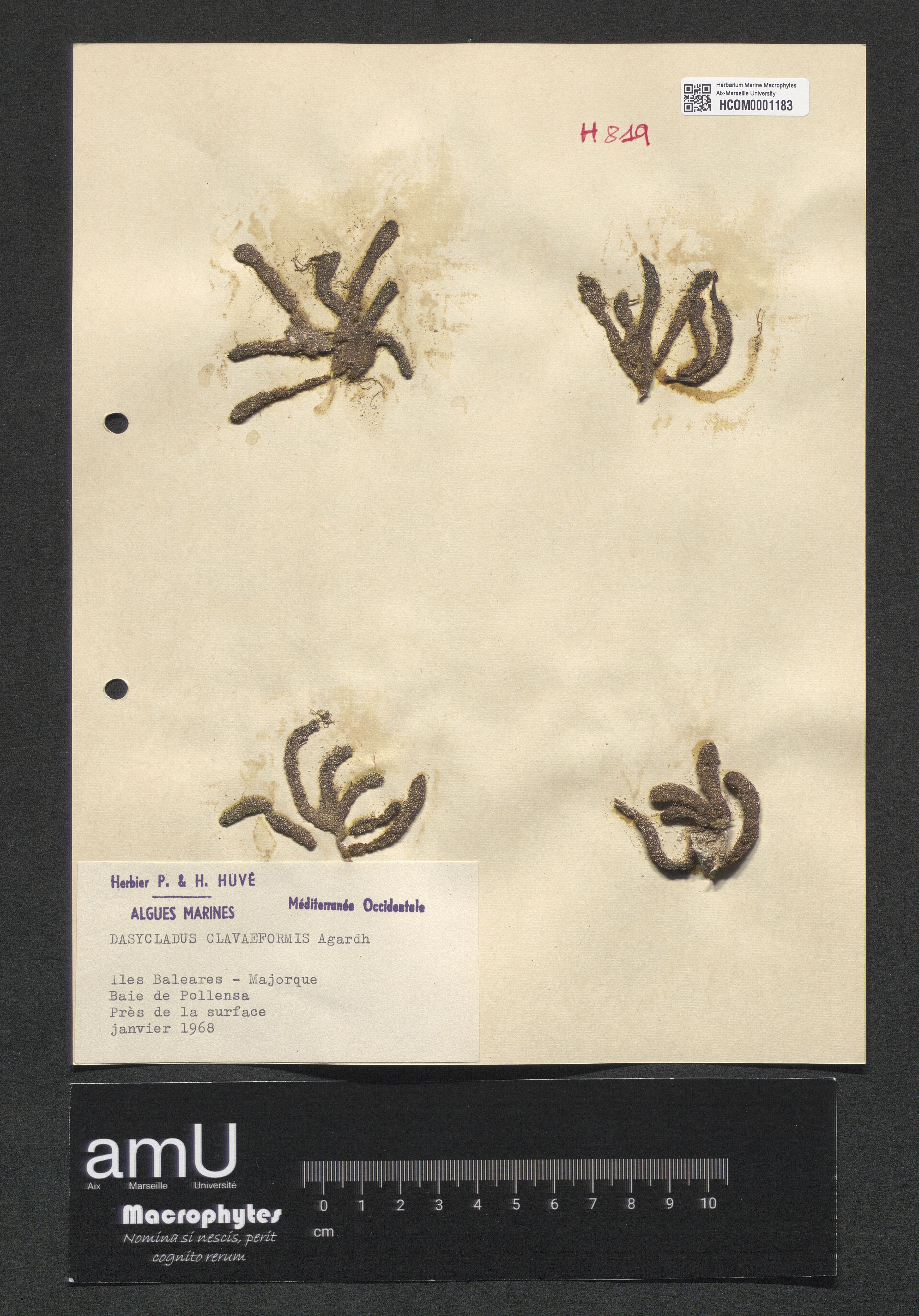 Dasycladus clavaeformis specimen