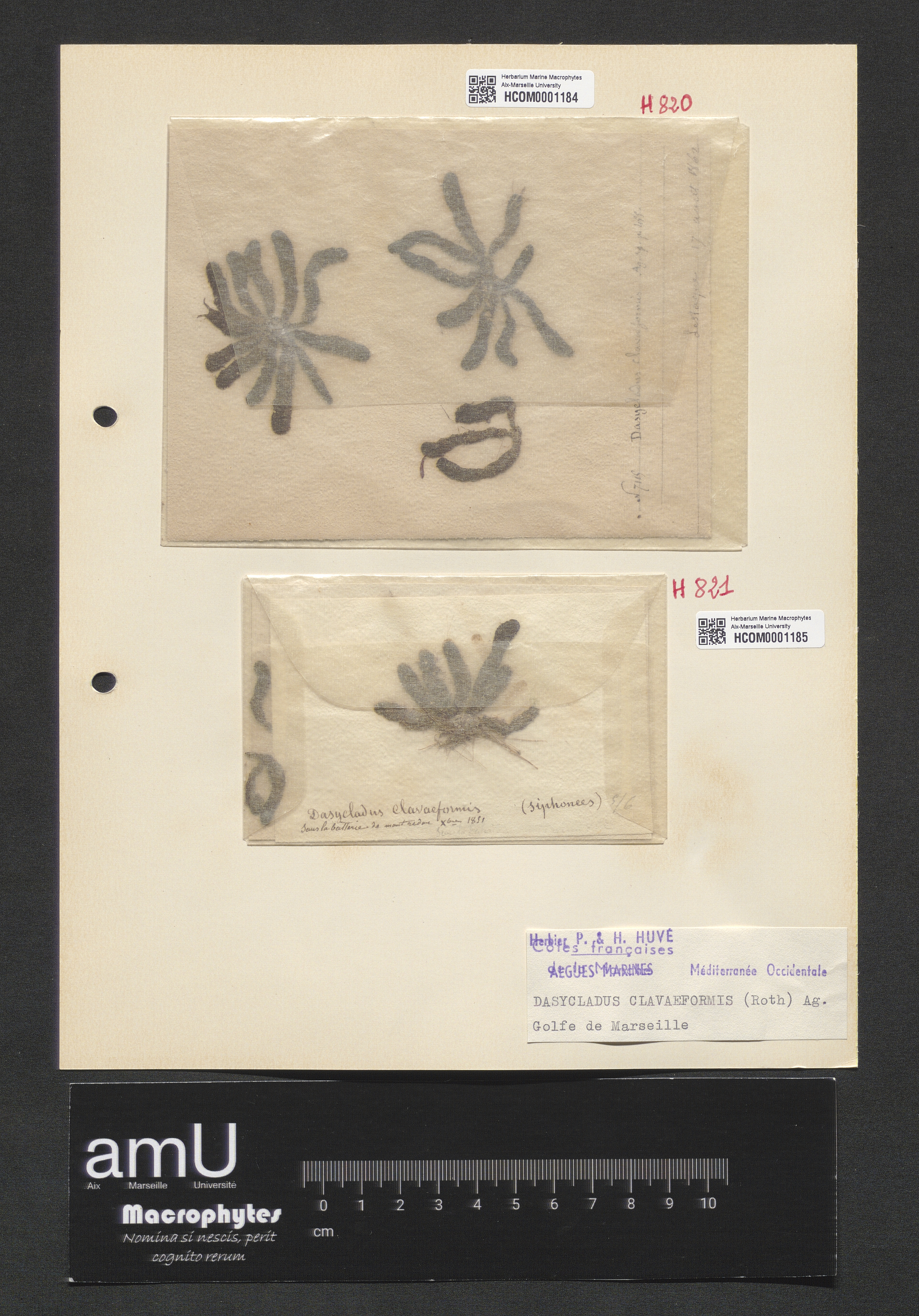 Dasycladus clavaeformis specimen