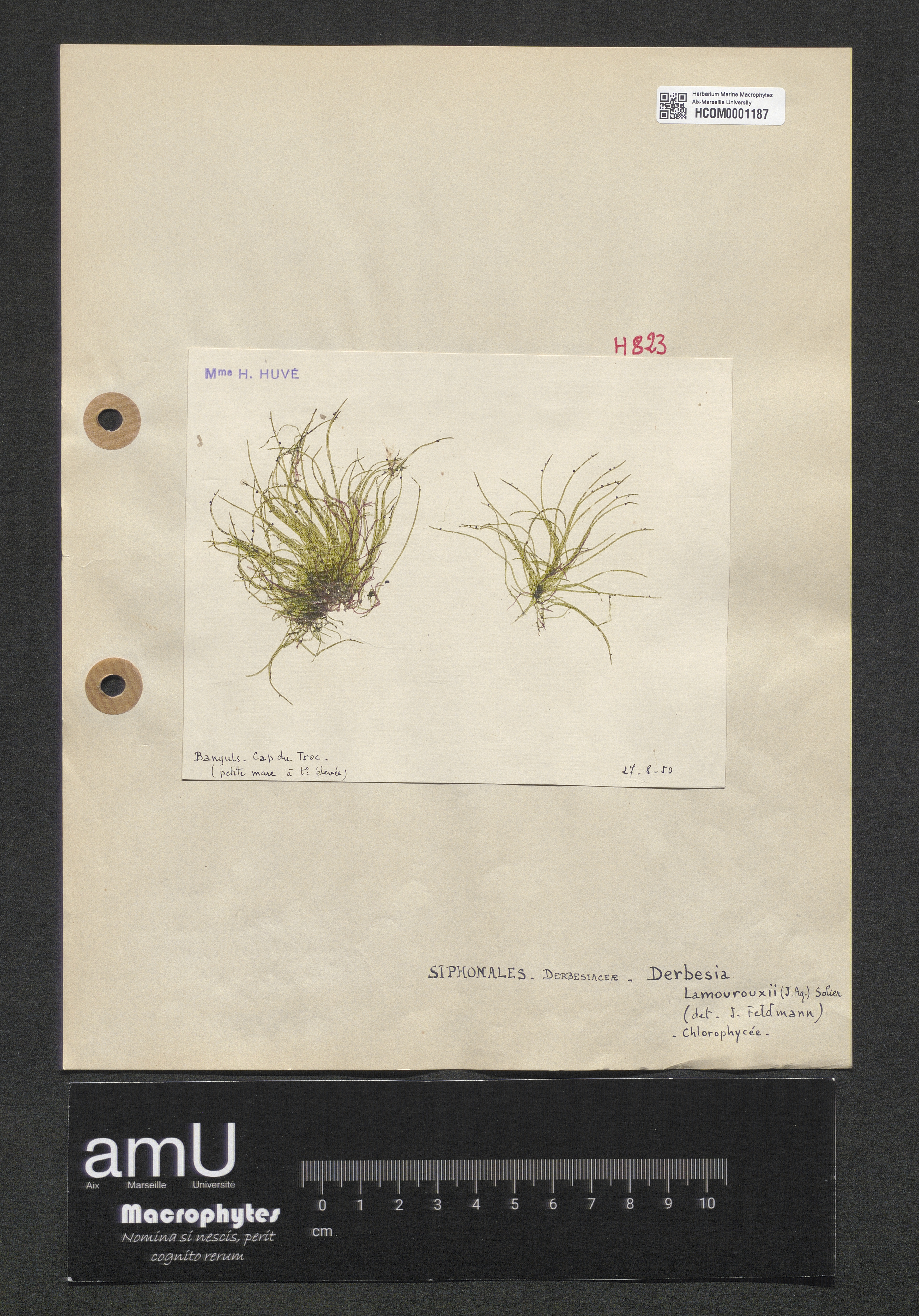 Derbesia lamourouxii specimen