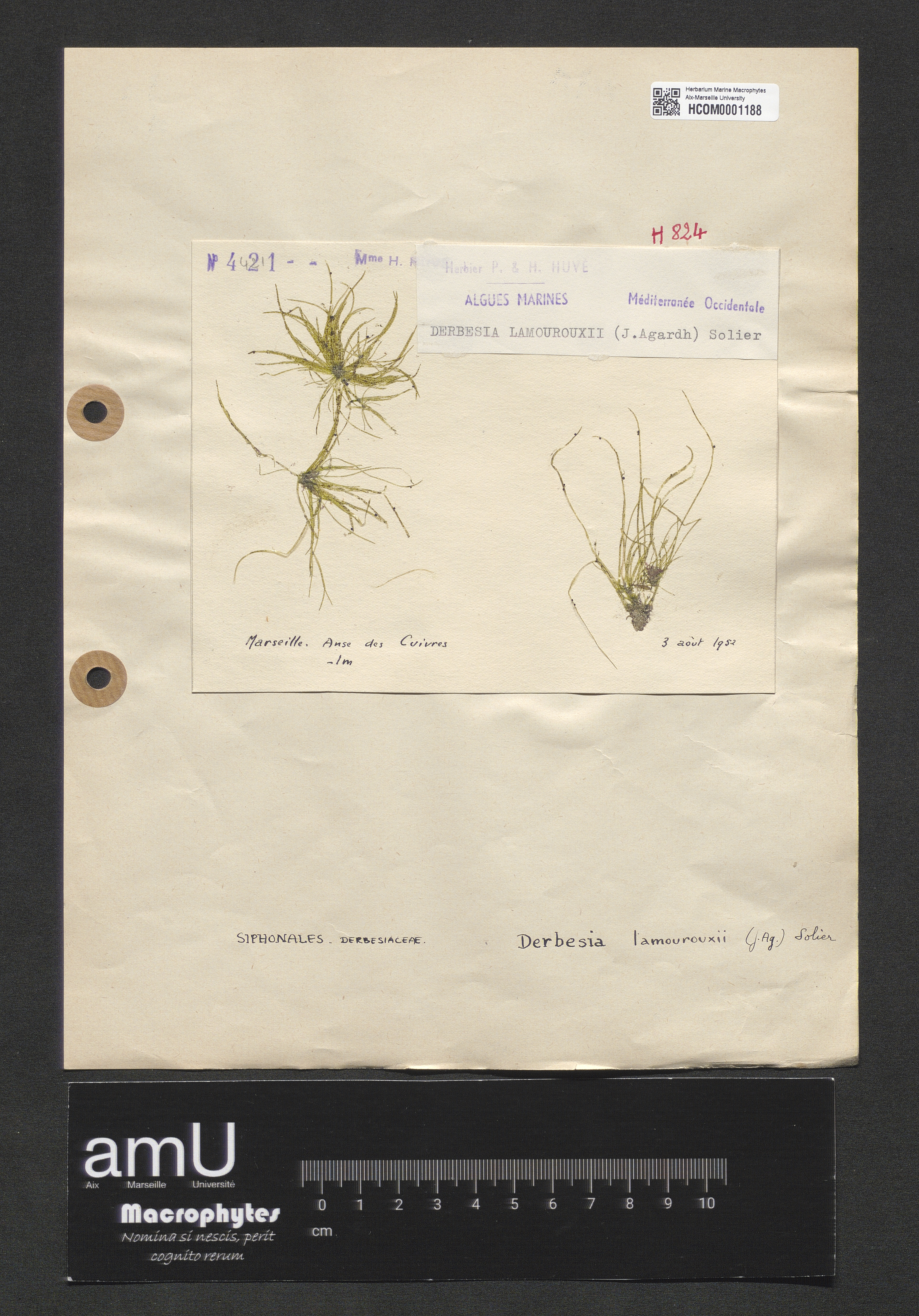 Derbesia lamourouxii specimen