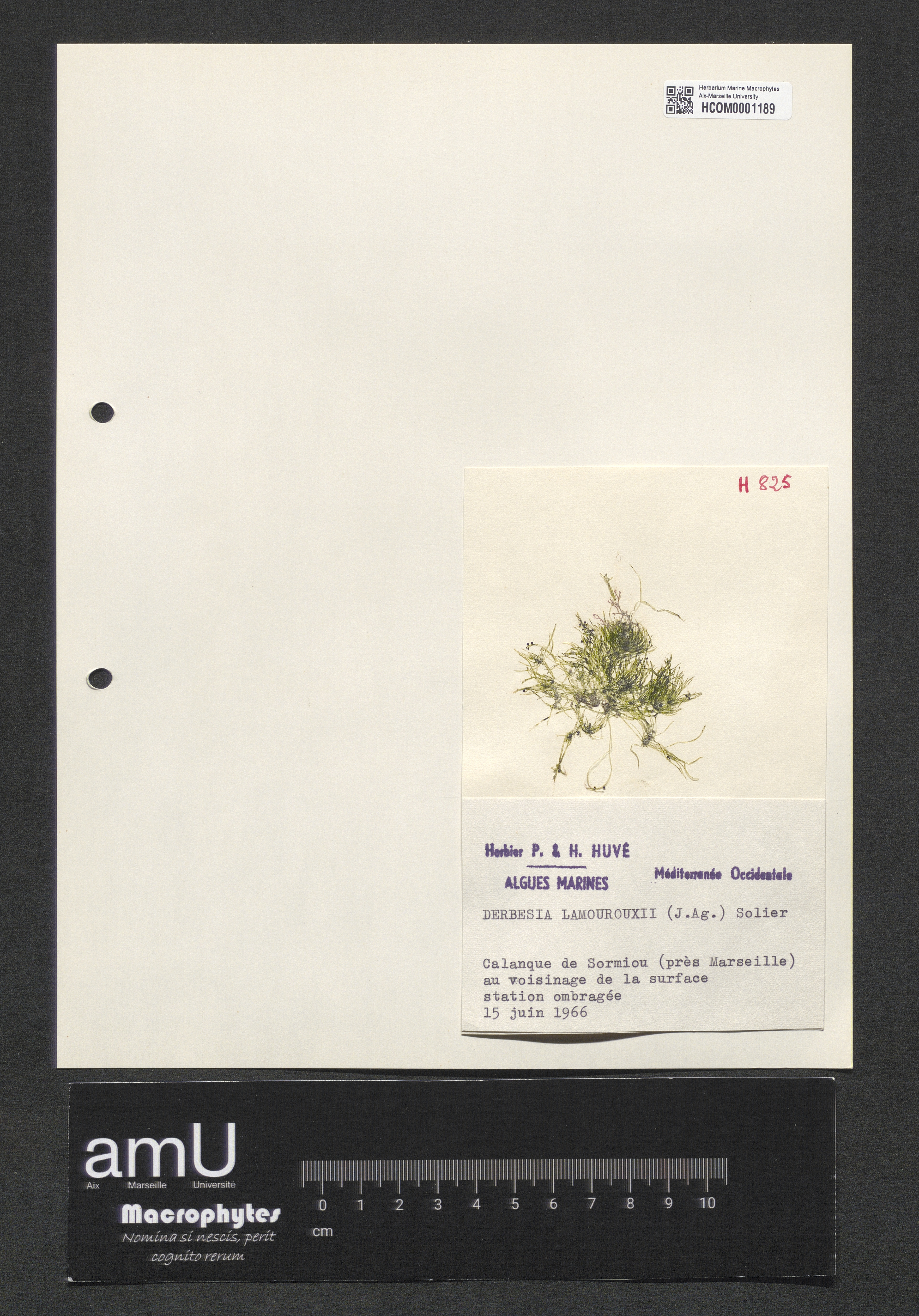 Derbesia lamourouxii specimen
