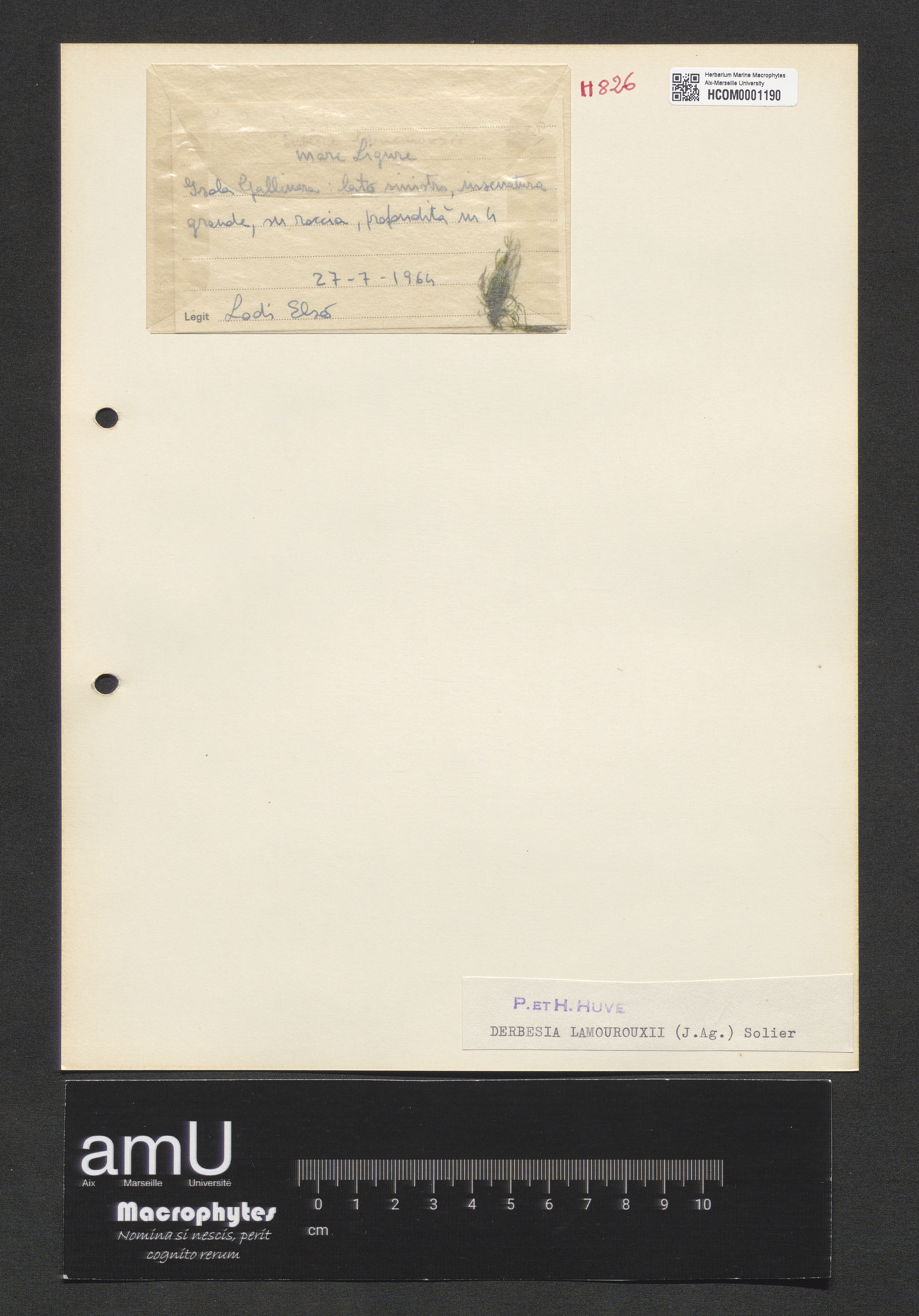 Derbesia lamourouxii specimen