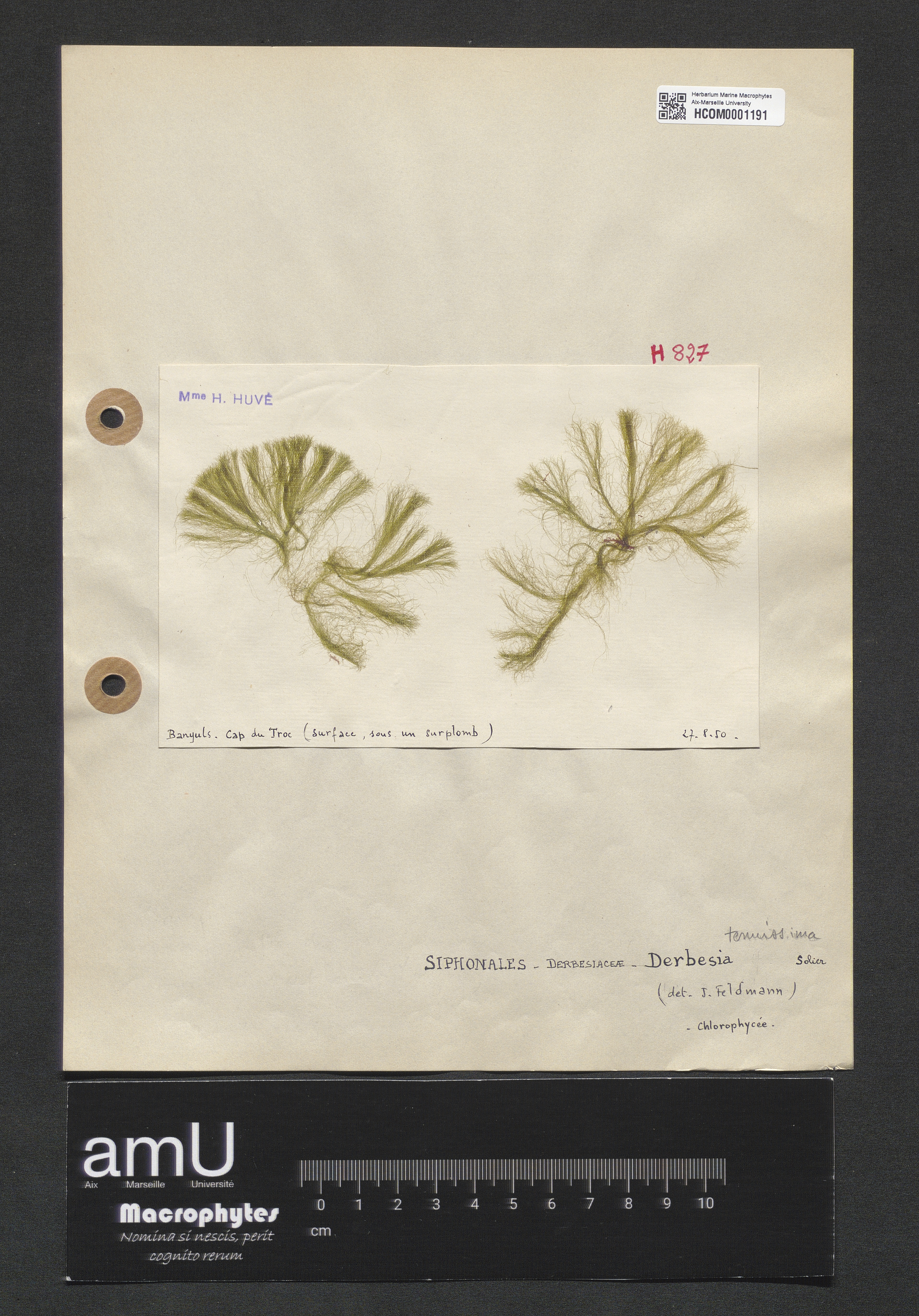 Derbesia tenuissima specimen
