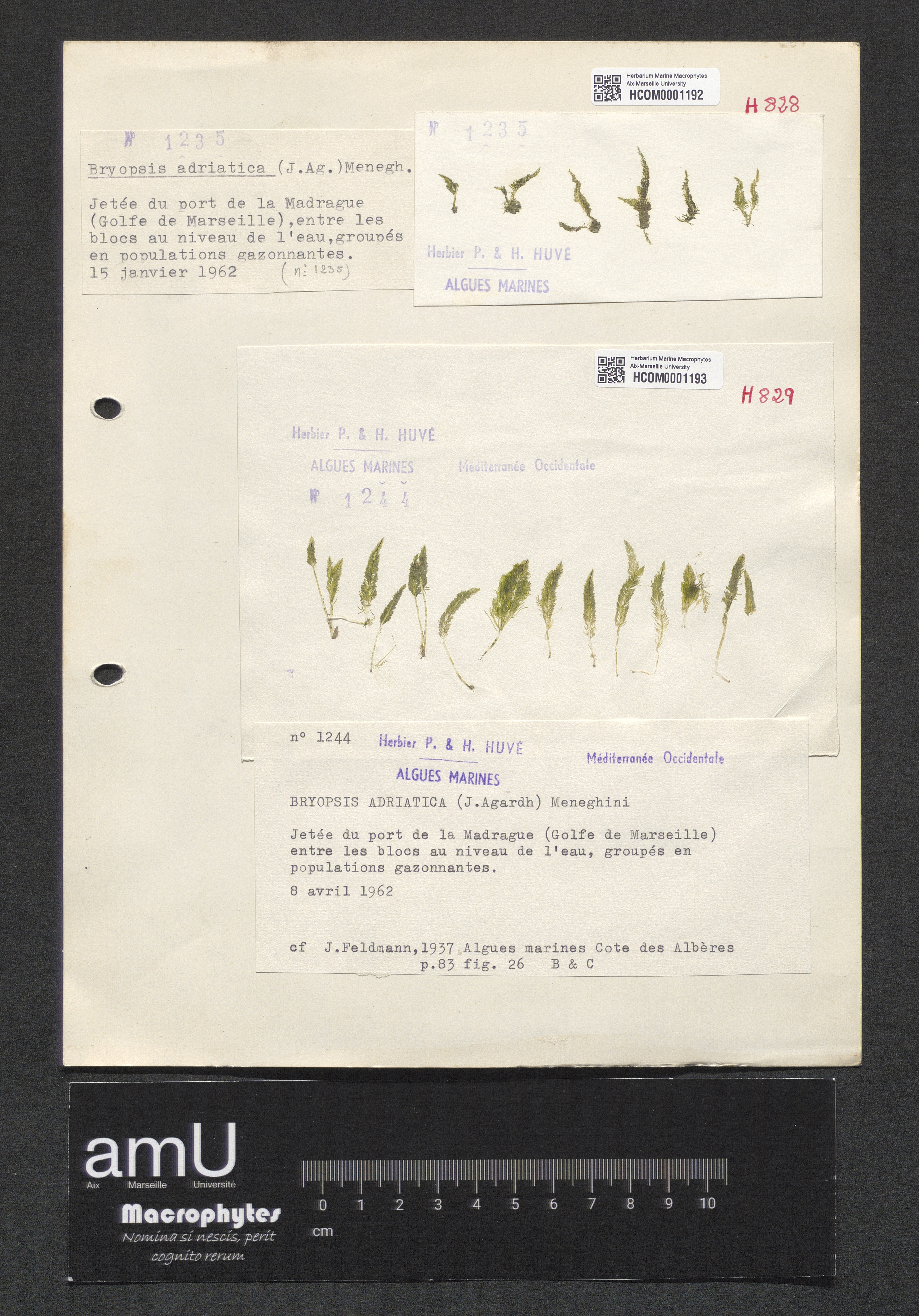 Bryopsis adriatica specimen