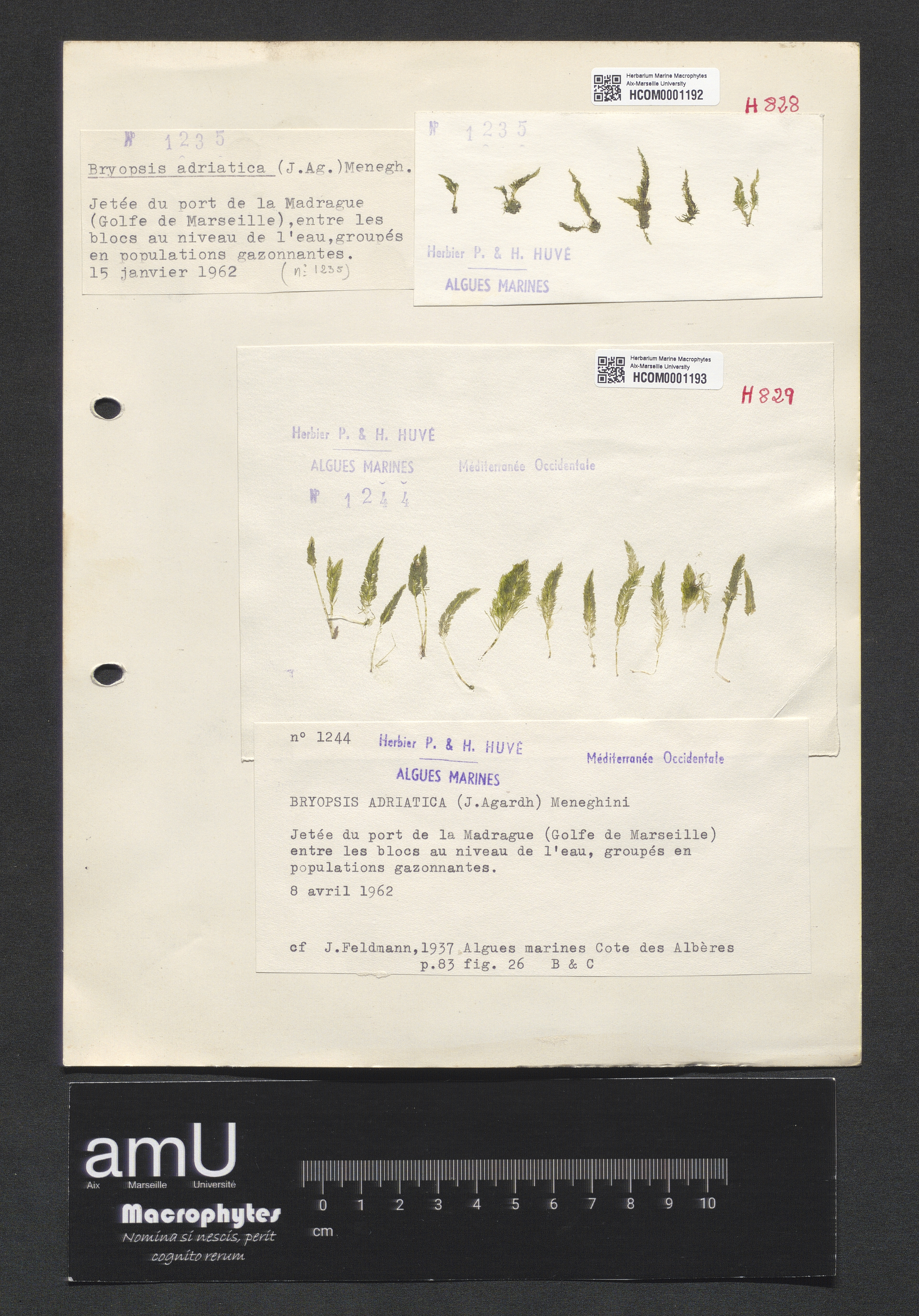 Bryopsis adriatica specimen