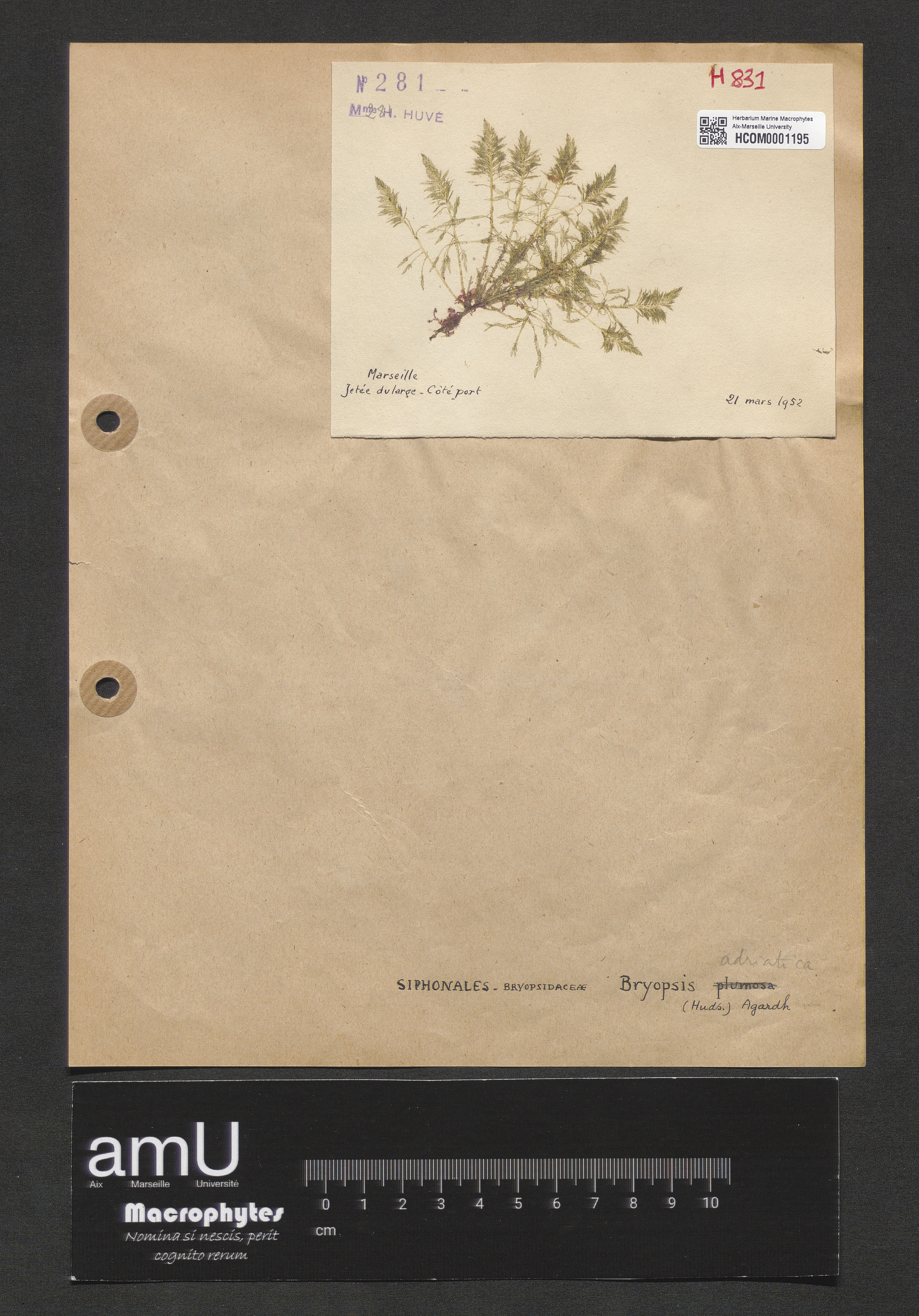 Bryopsis adriatica specimen