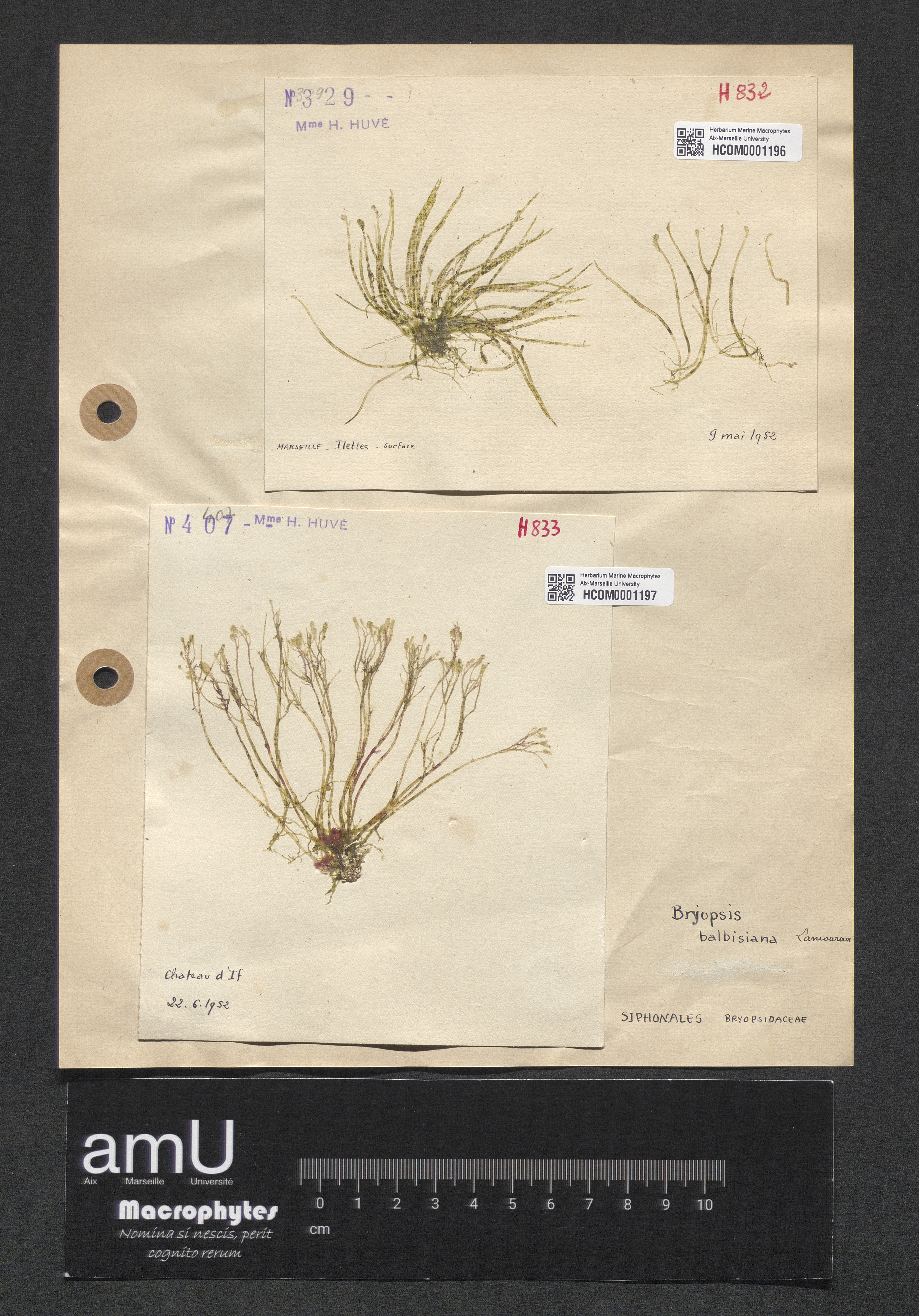 Bryopsis balbisiana specimen