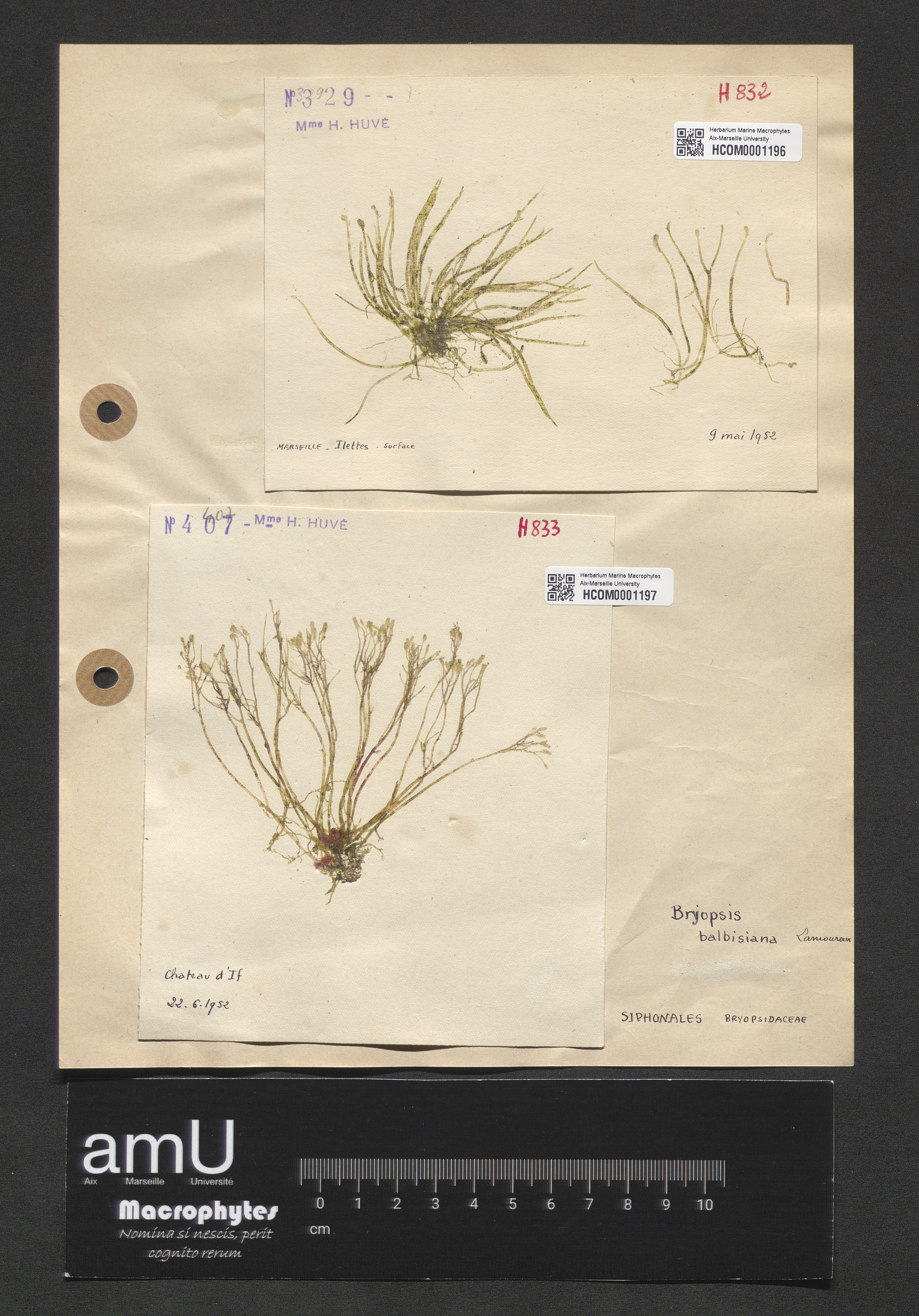 Bryopsis balbisiana specimen