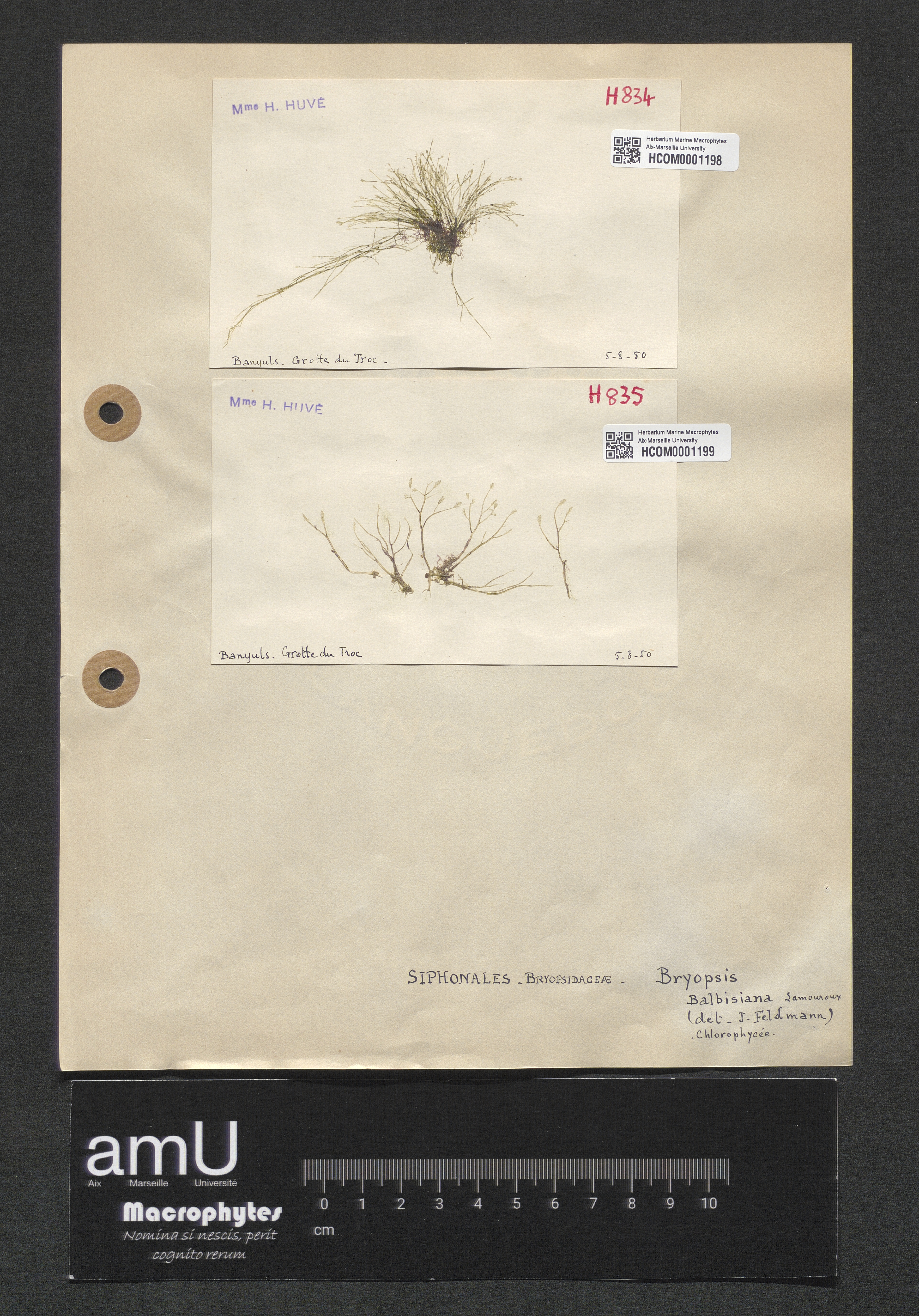 Bryopsis balbisiana specimen