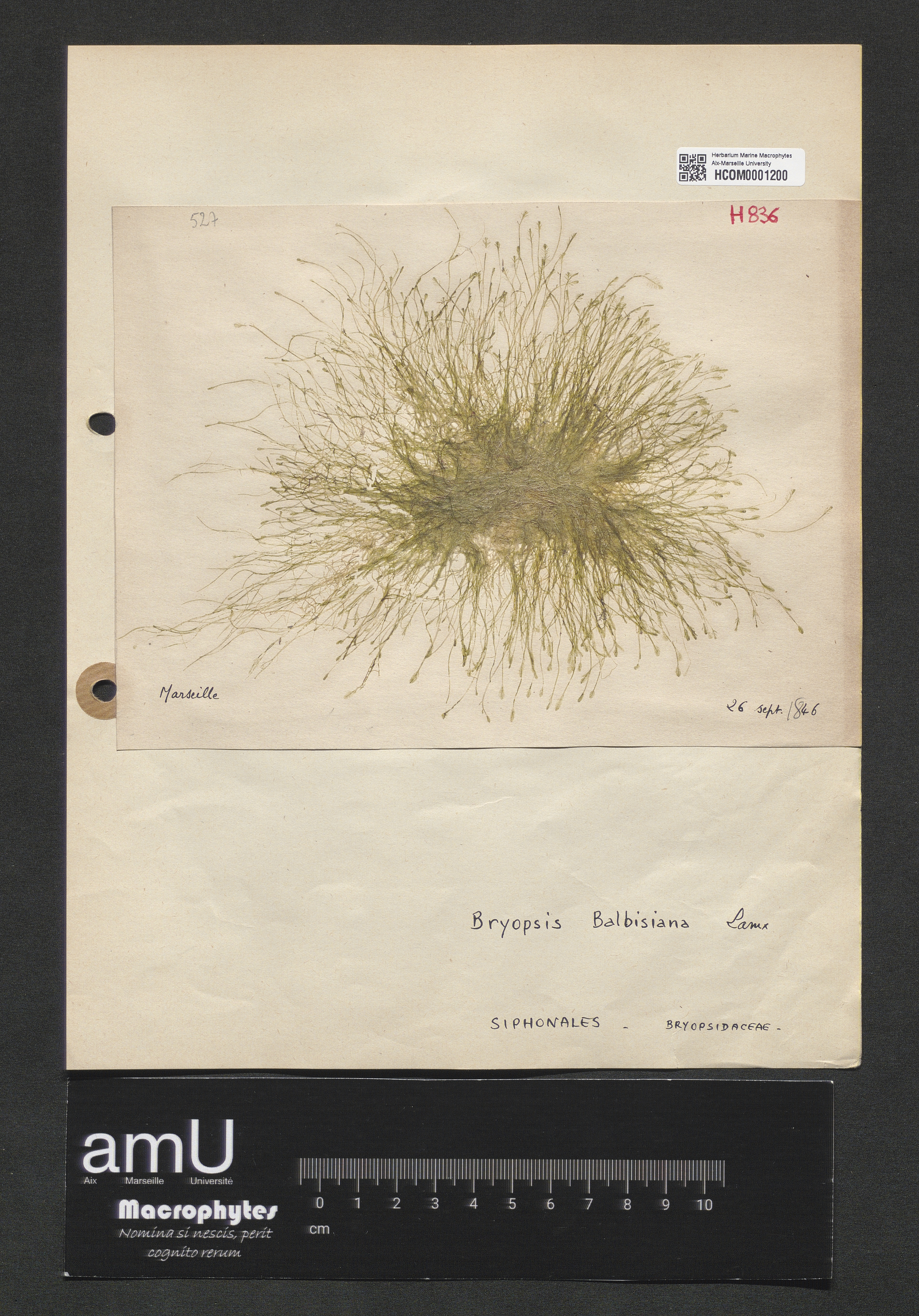 Bryopsis balbisiana specimen