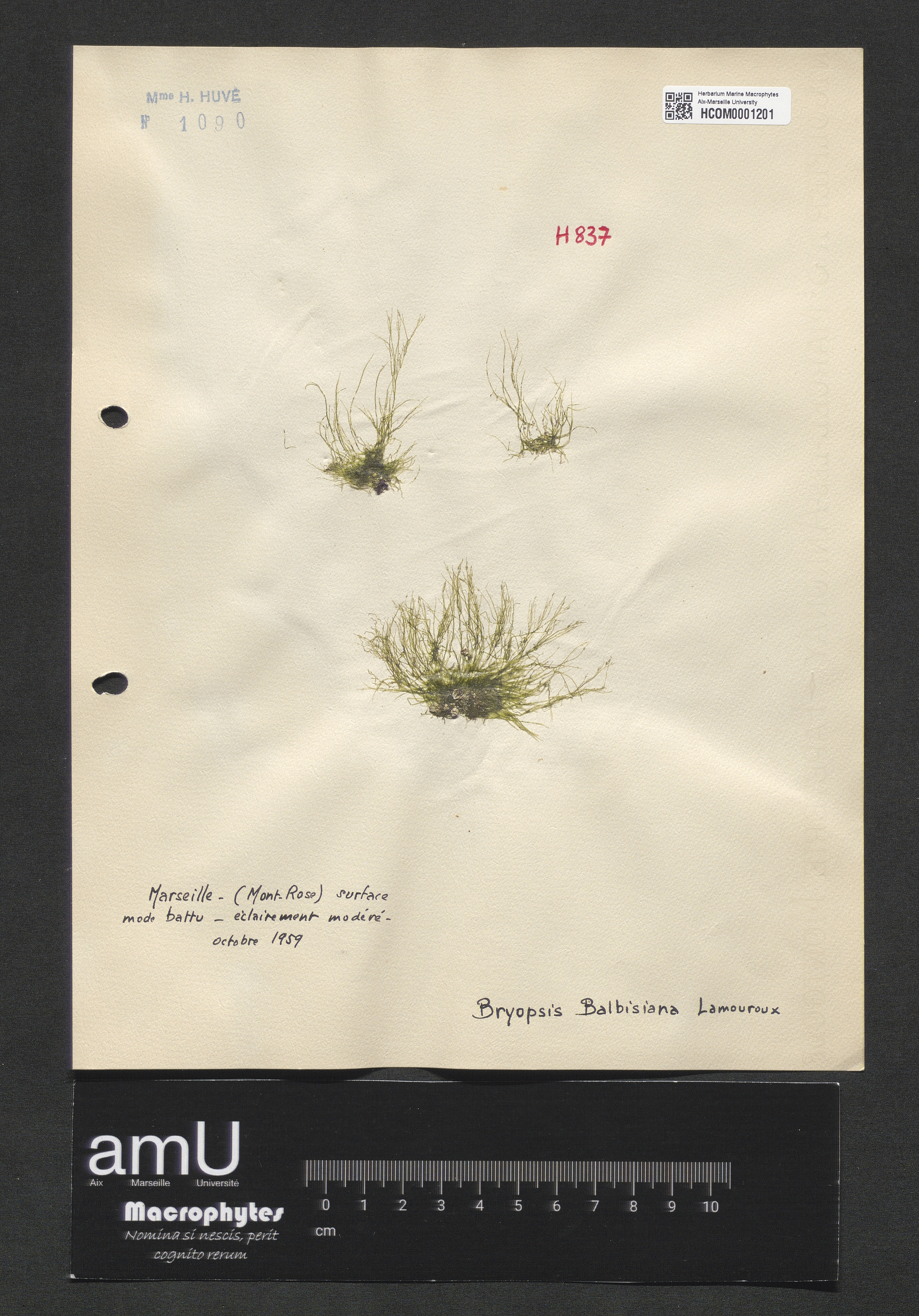 Bryopsis balbisiana specimen