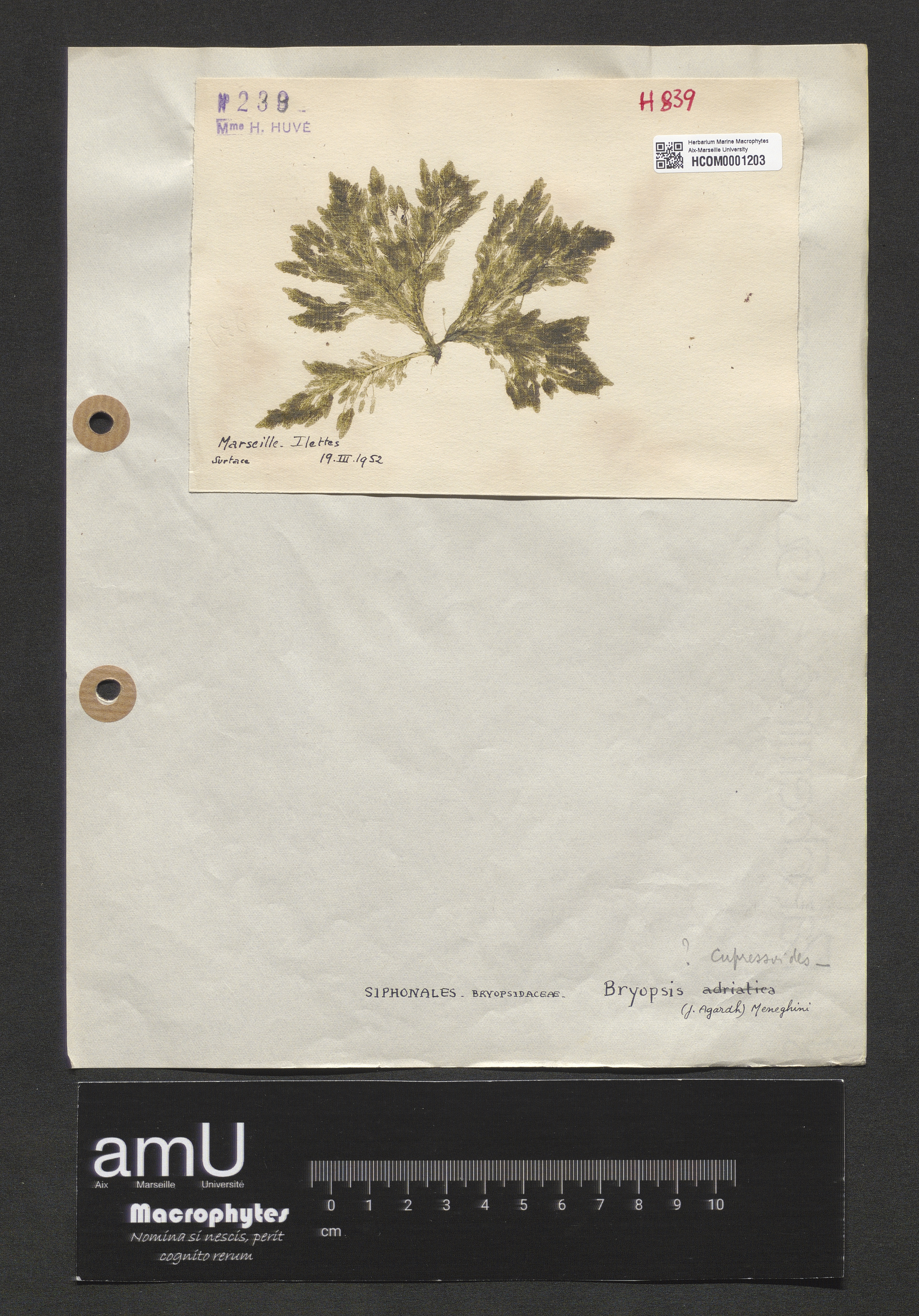 Bryopsis cupressoides specimen