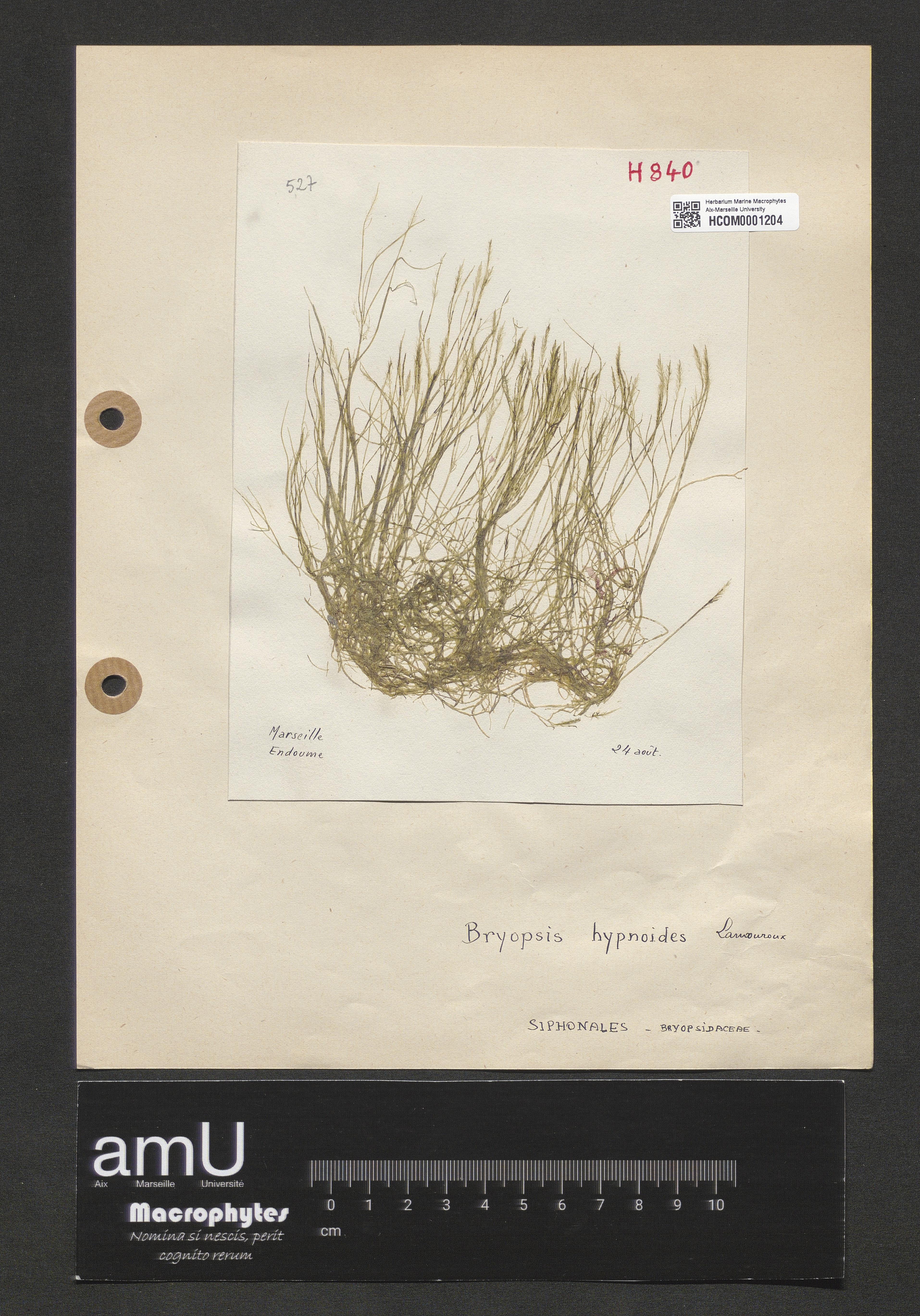 Bryopsis hypnoides specimen