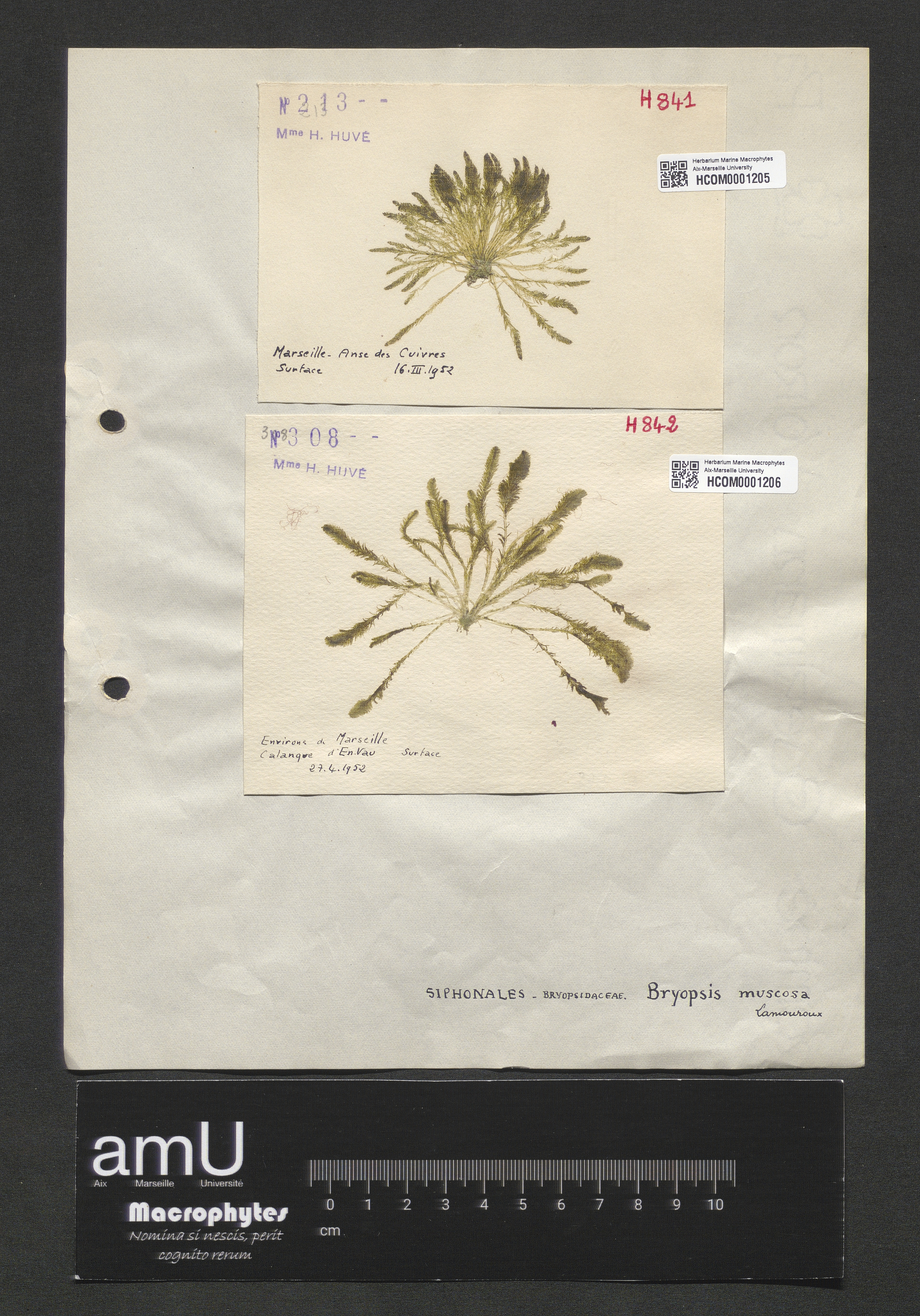 Bryopsis muscosa specimen
