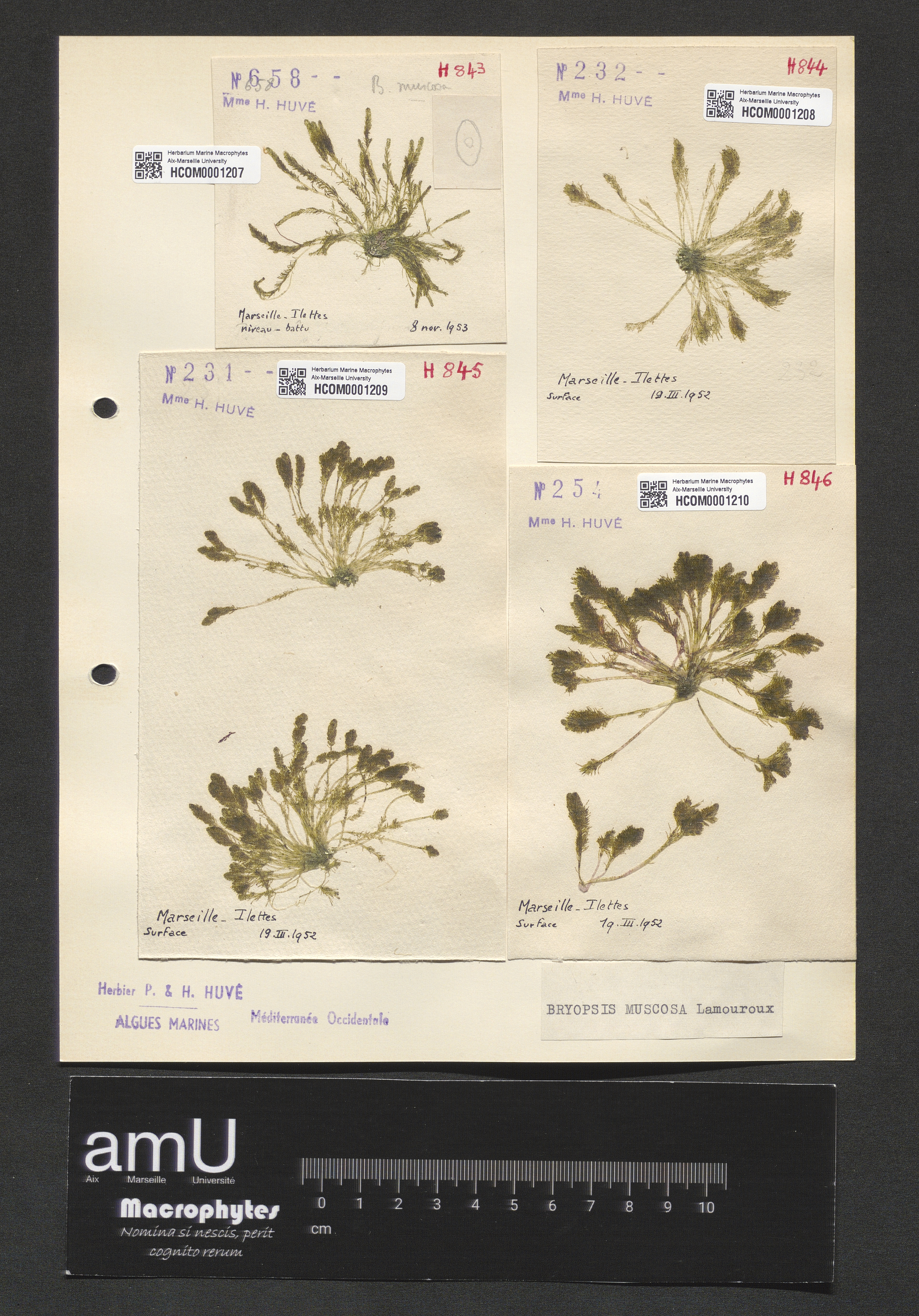 Bryopsis muscosa specimen