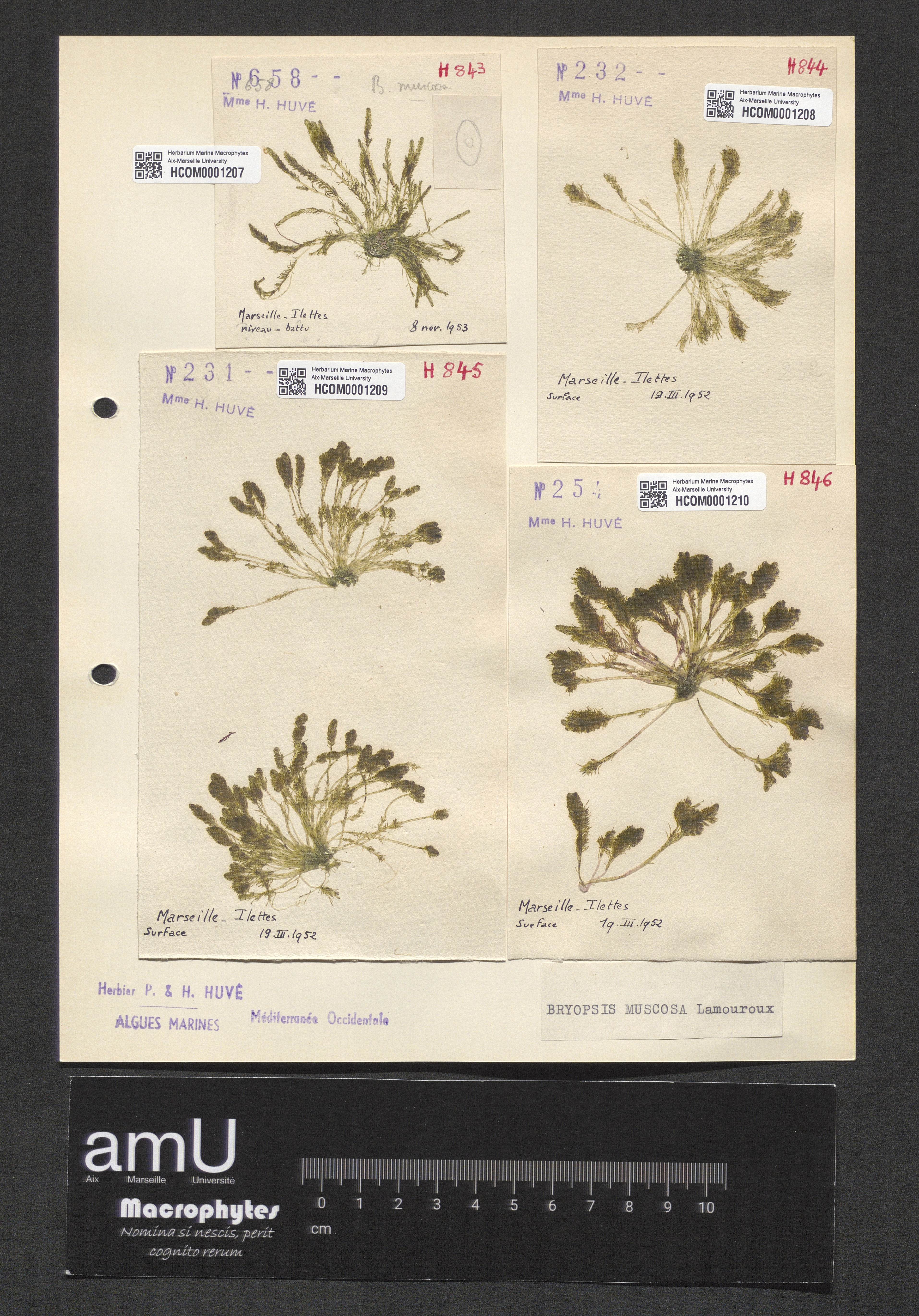 Bryopsis muscosa specimen