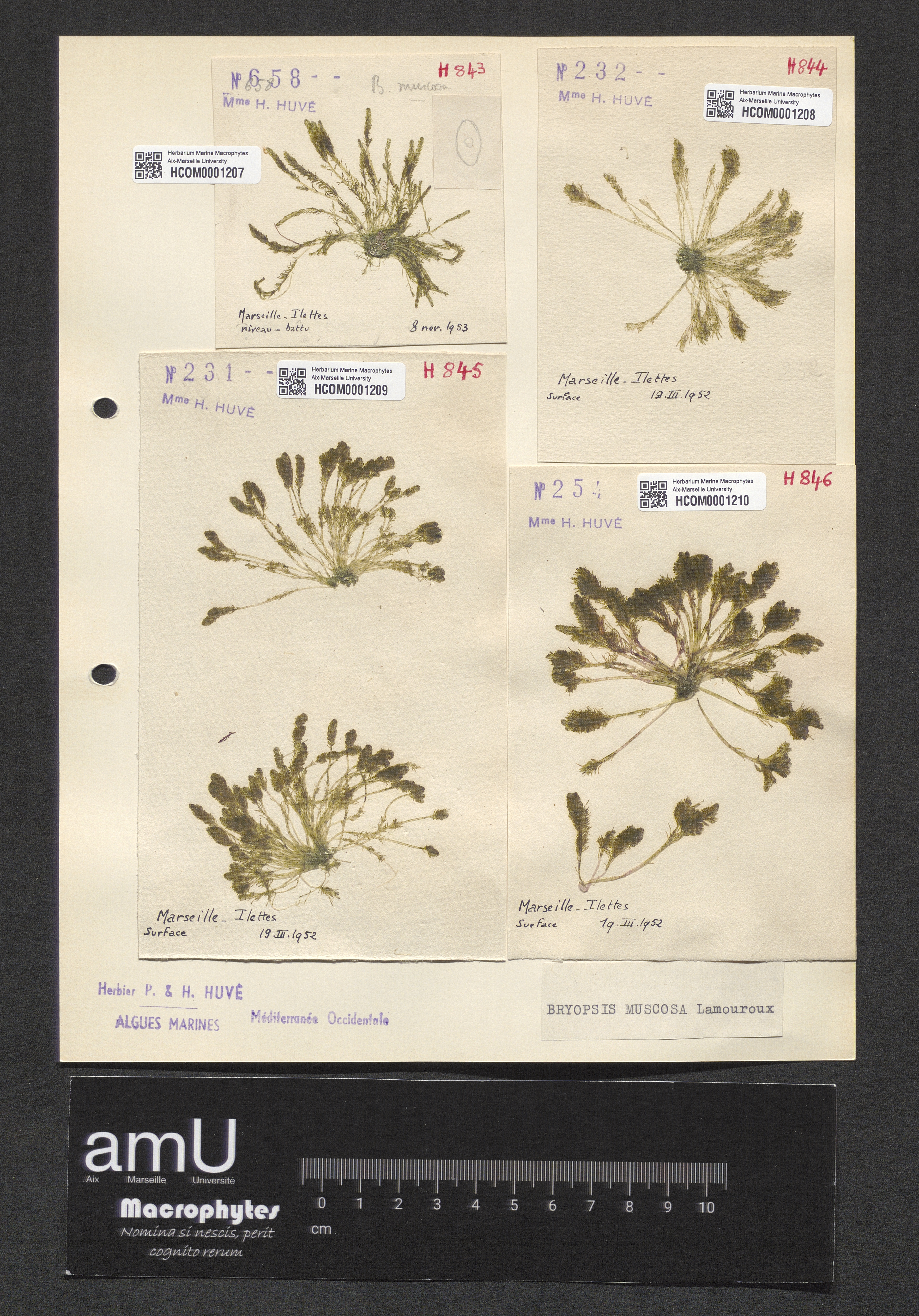 Bryopsis muscosa specimen