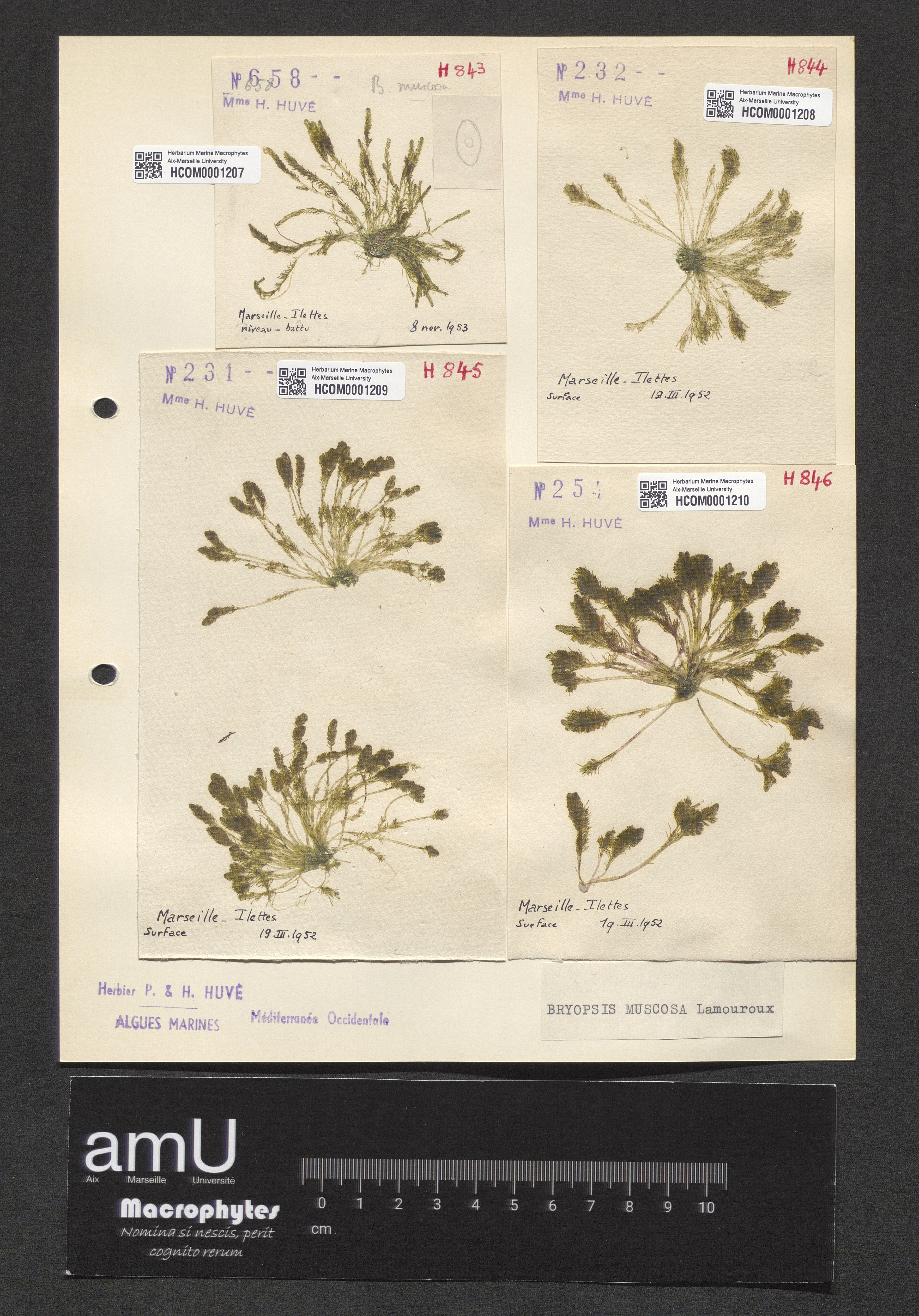 Bryopsis muscosa specimen