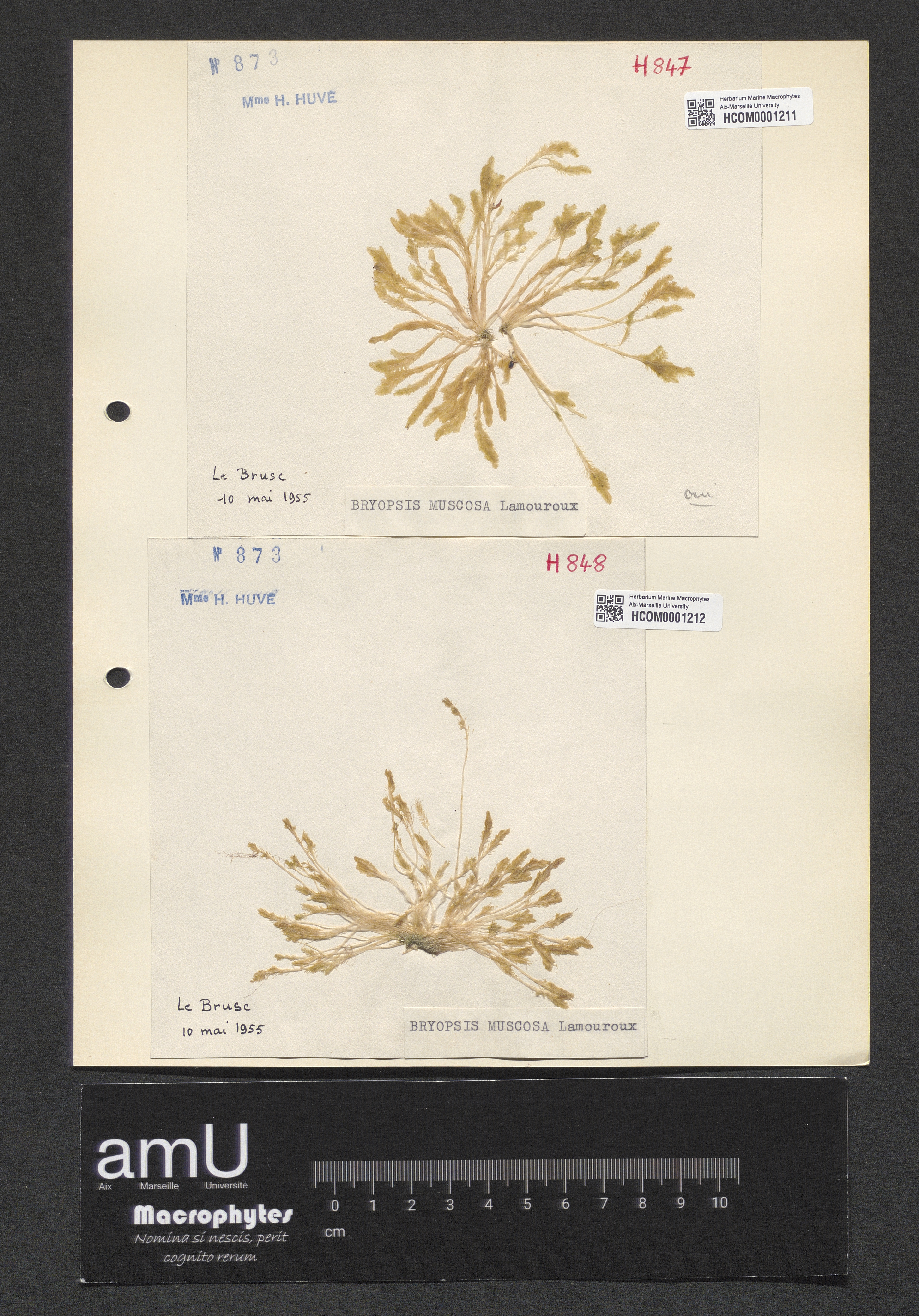 Bryopsis muscosa specimen