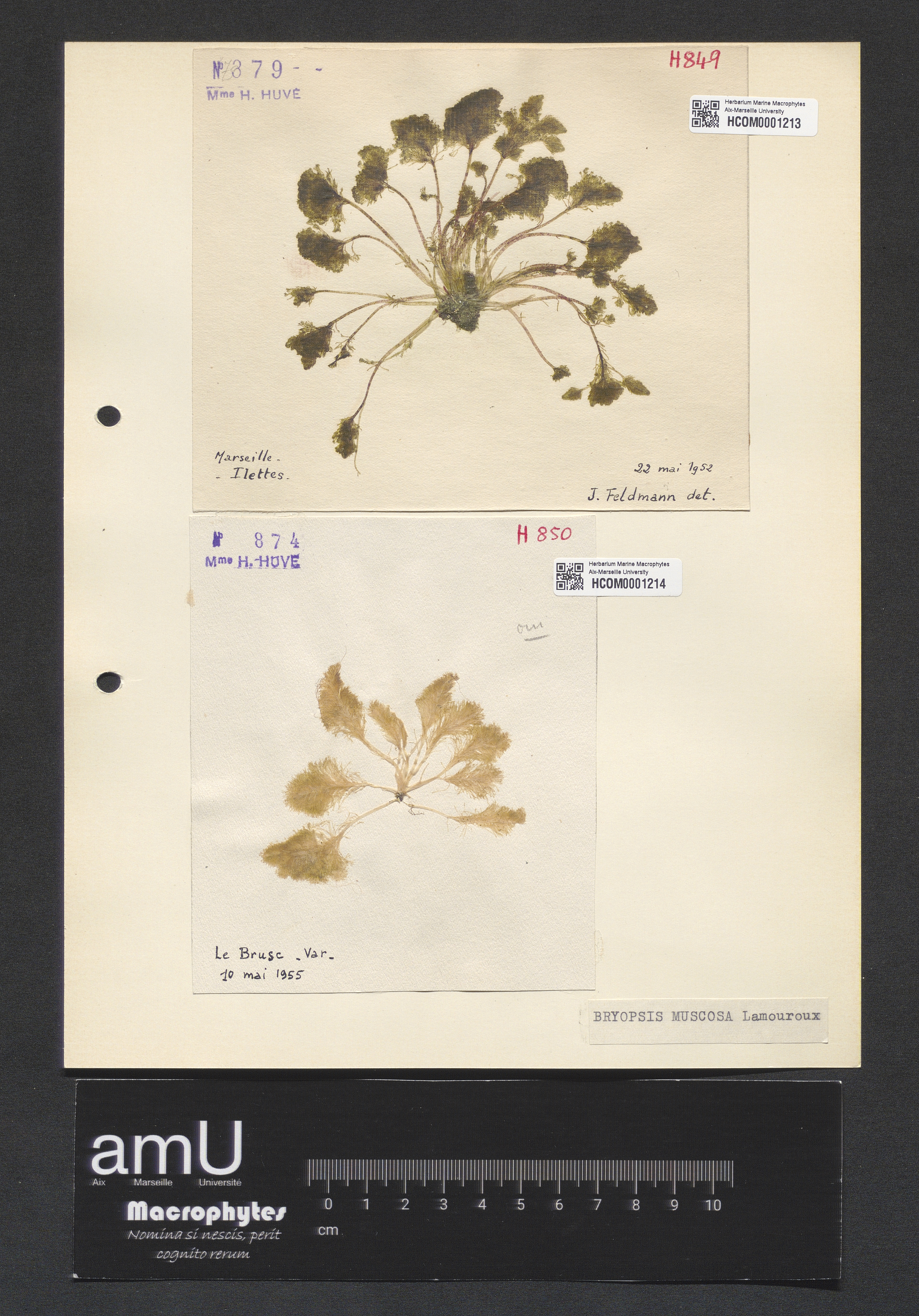 Bryopsis muscosa specimen