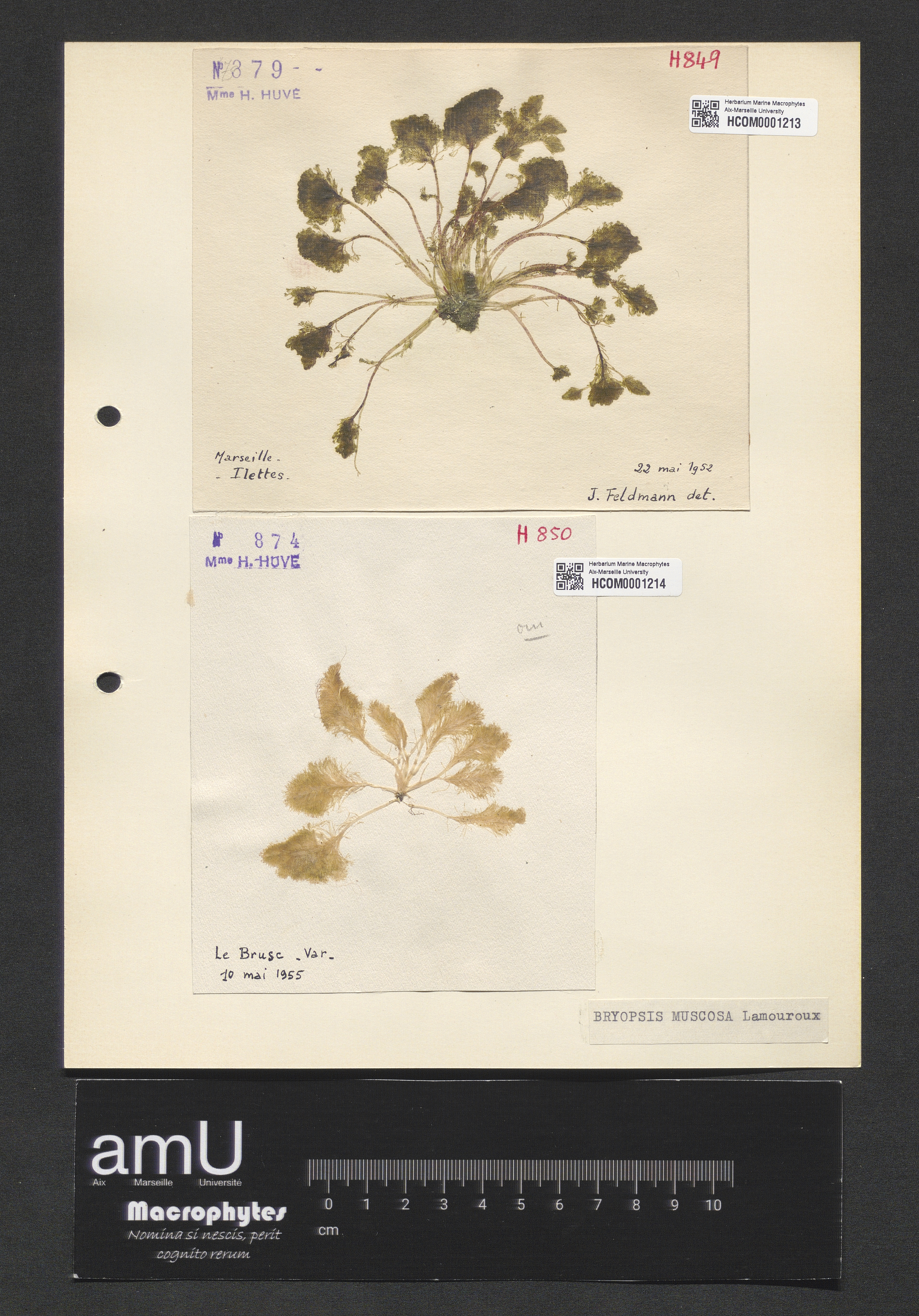 Bryopsis muscosa specimen