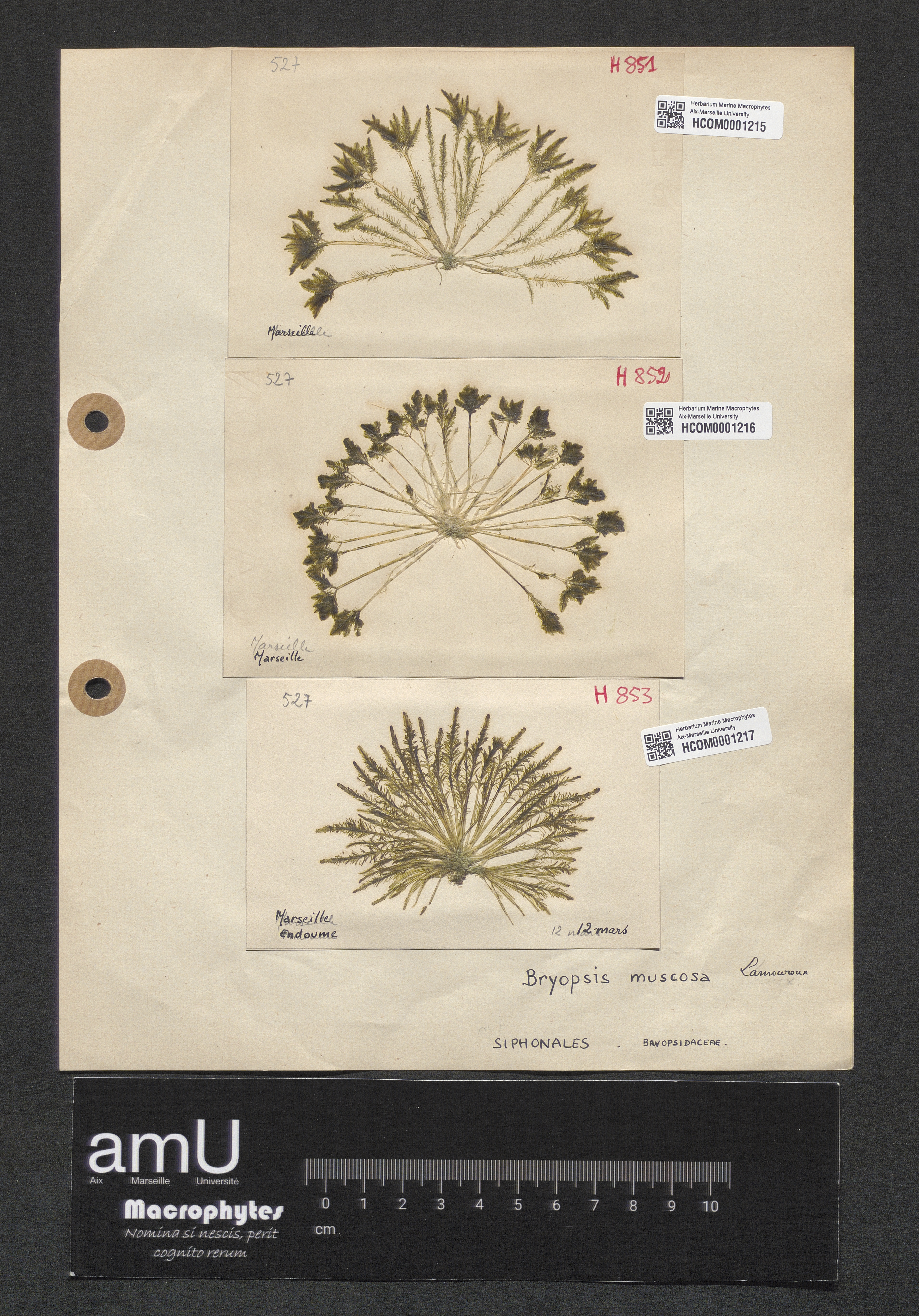 Bryopsis muscosa specimen