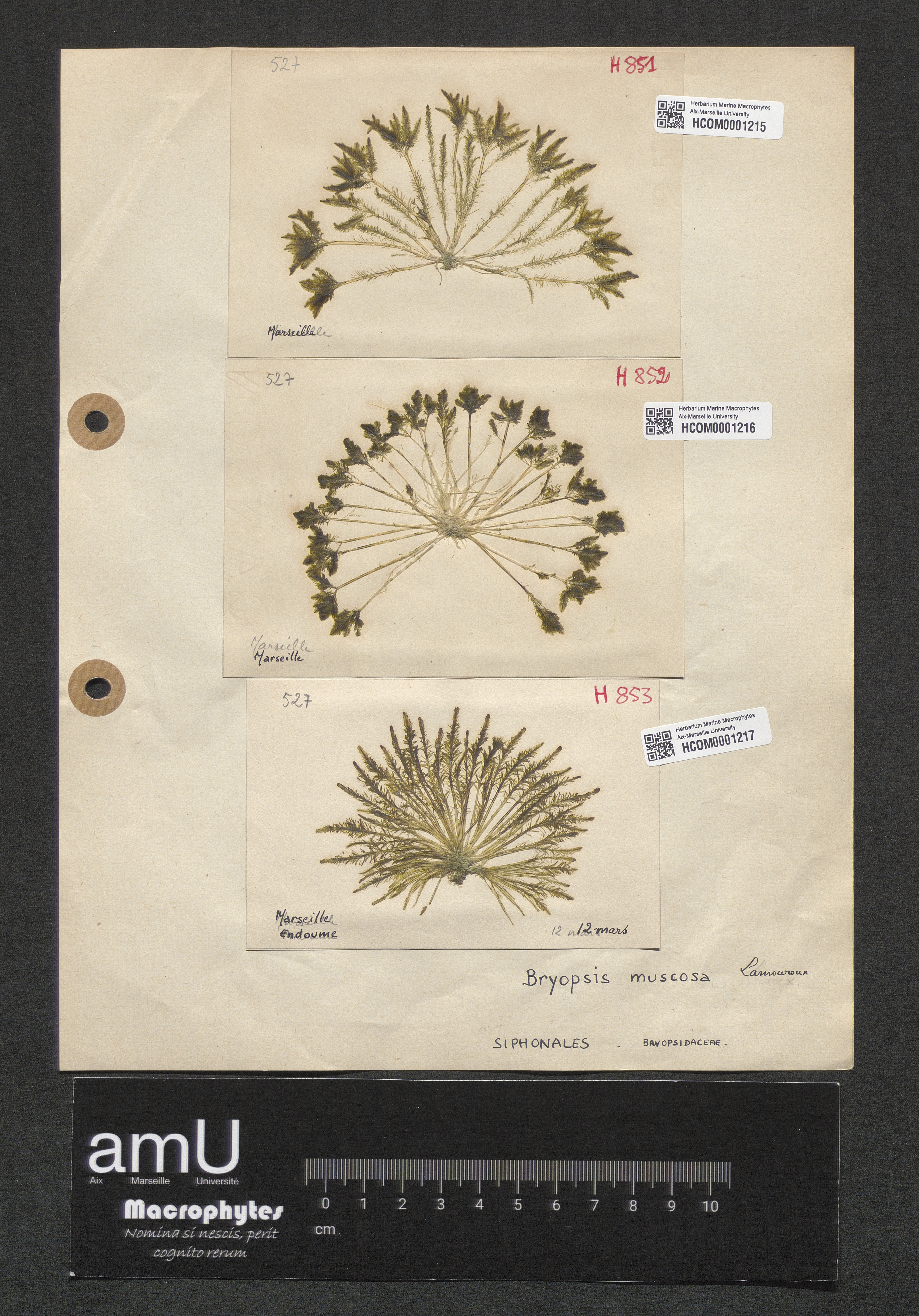 Bryopsis muscosa specimen