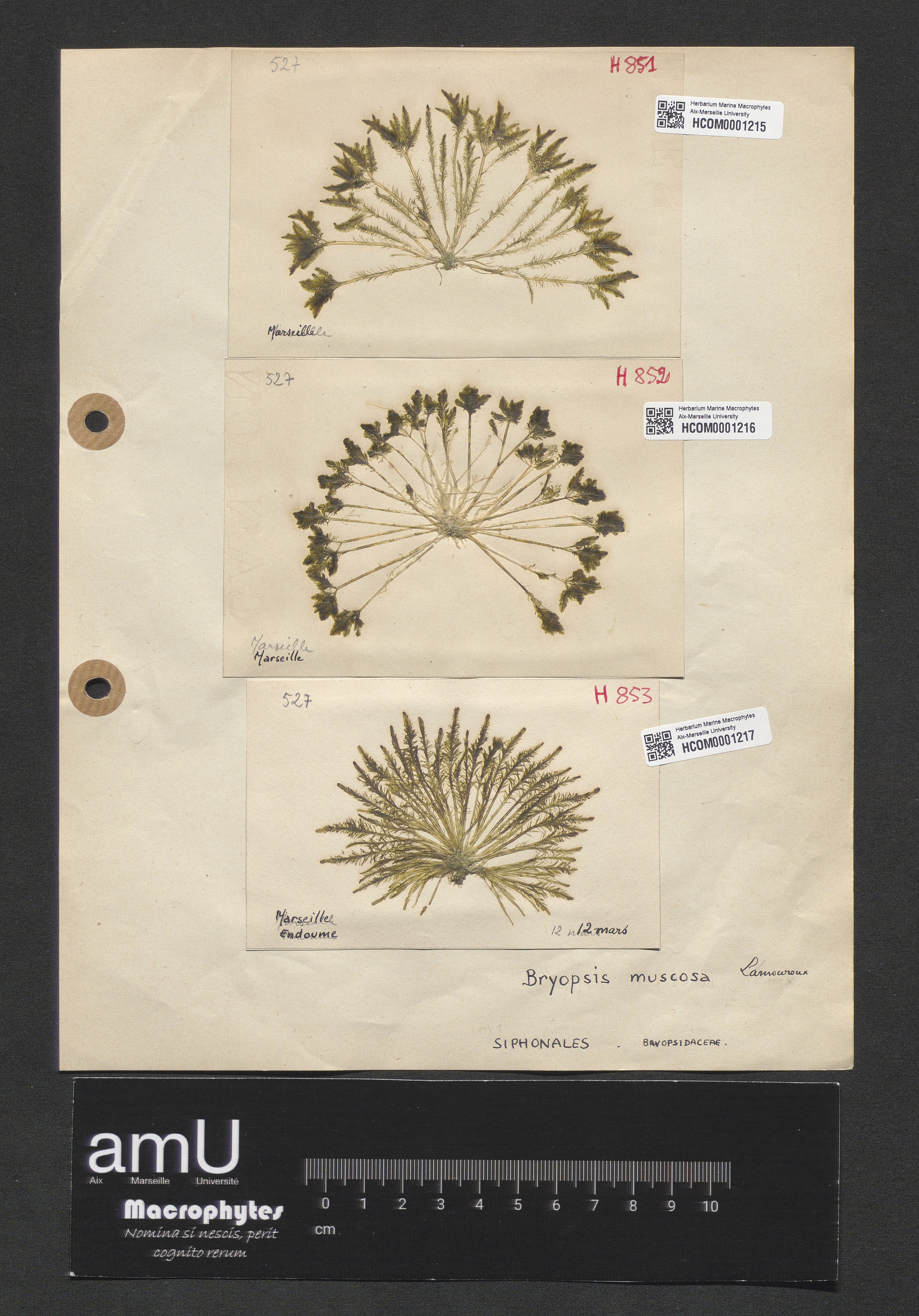 Bryopsis muscosa specimen