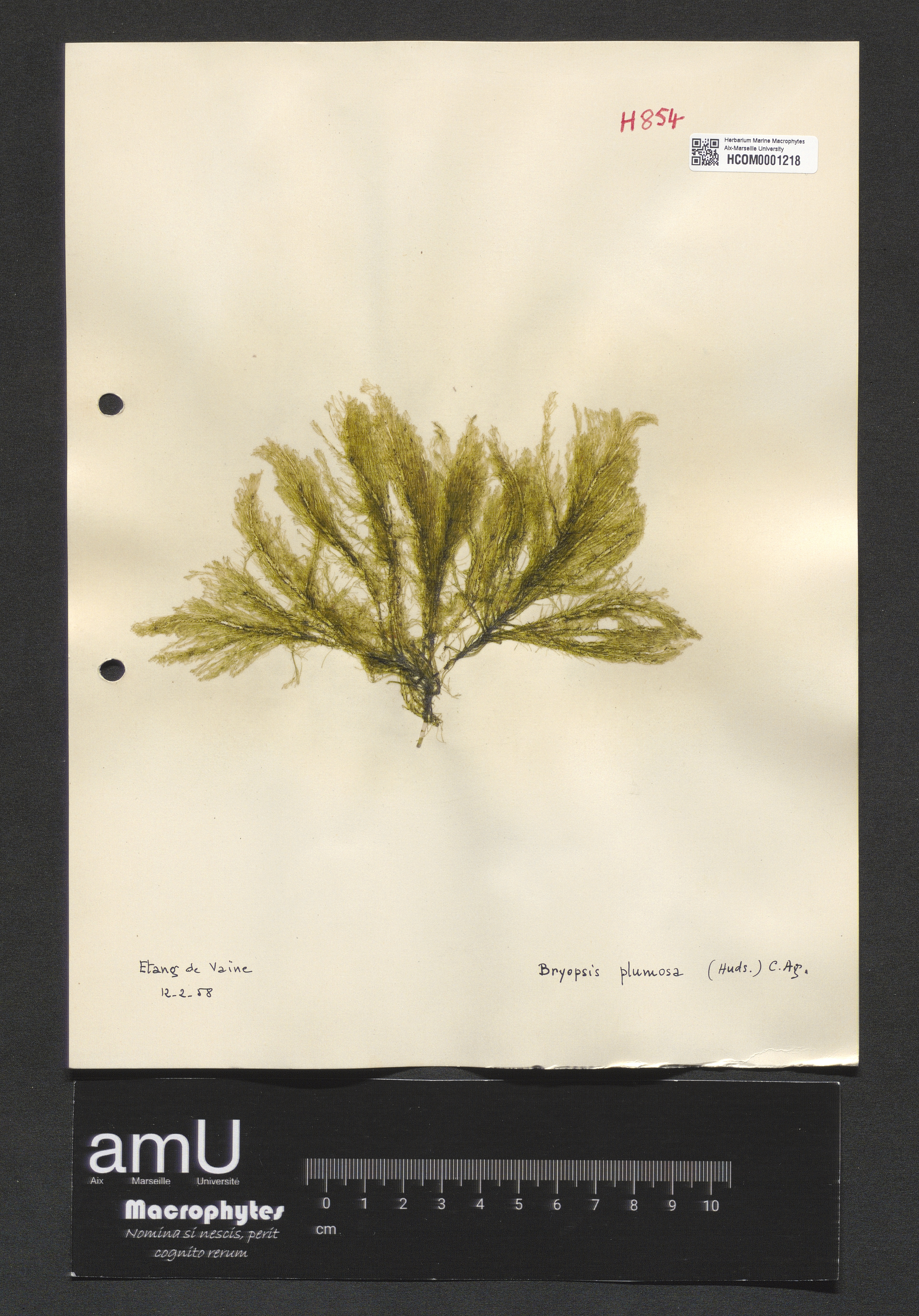 Bryopsis plumosa specimen