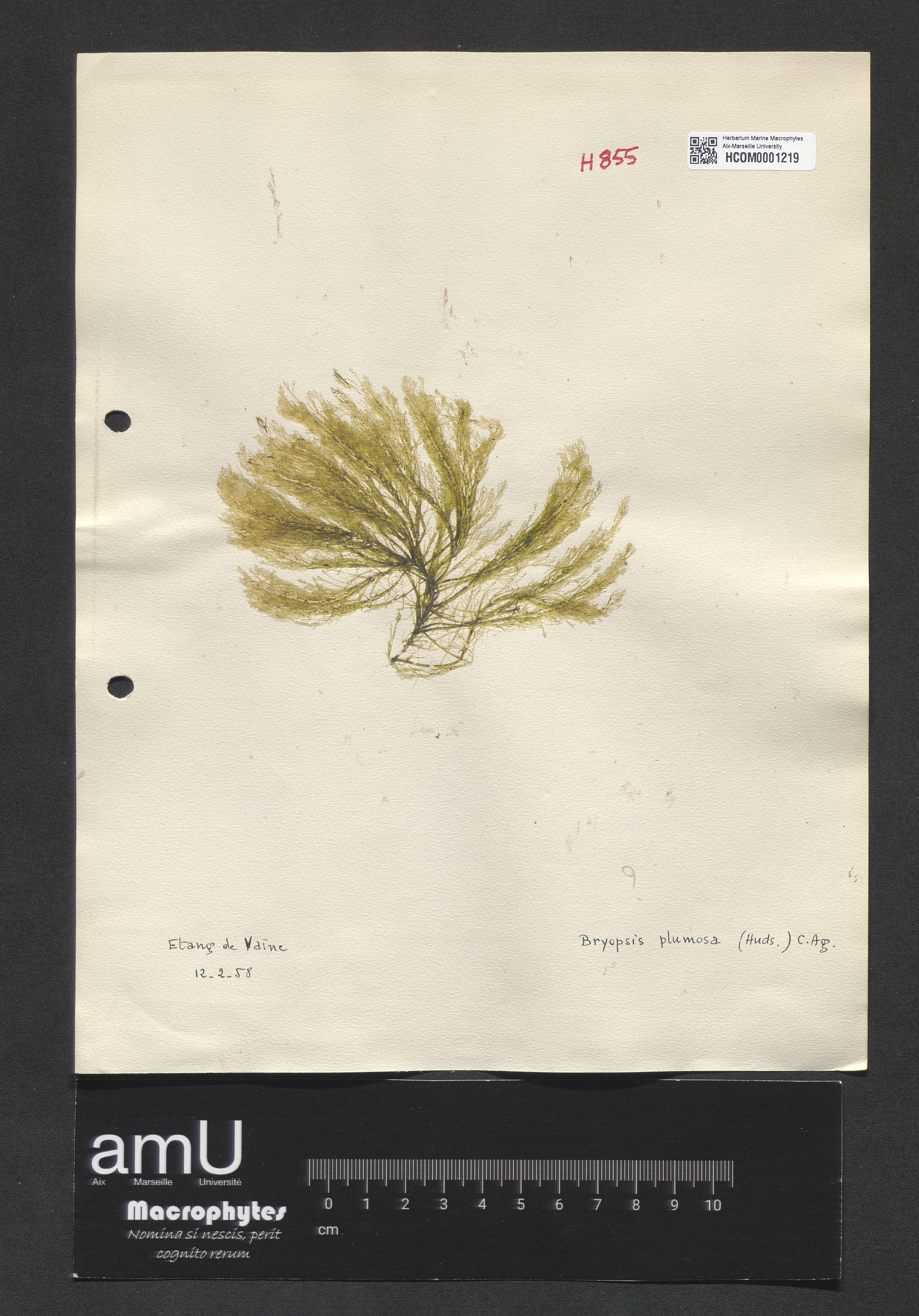 Bryopsis plumosa specimen