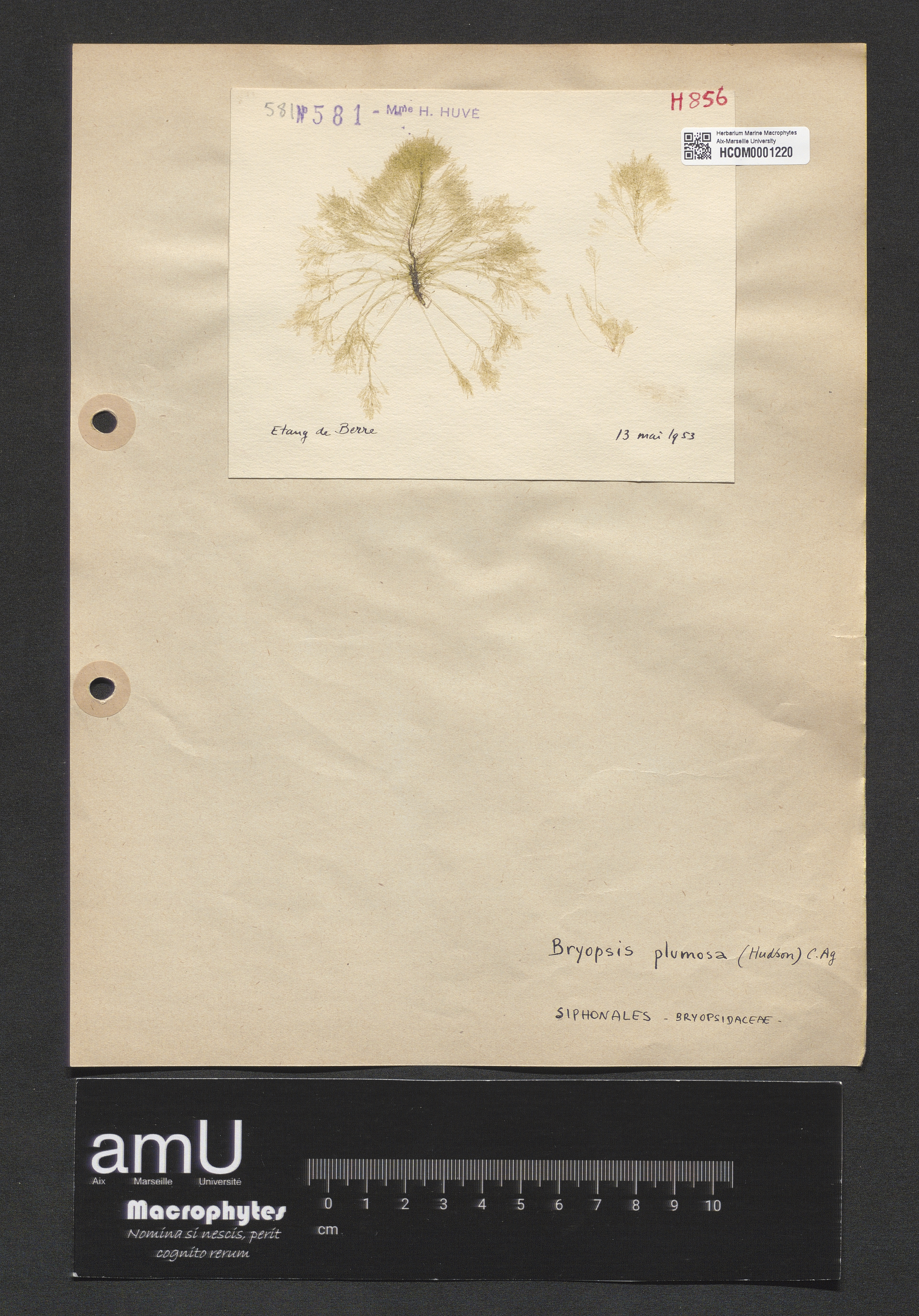 Bryopsis plumosa specimen