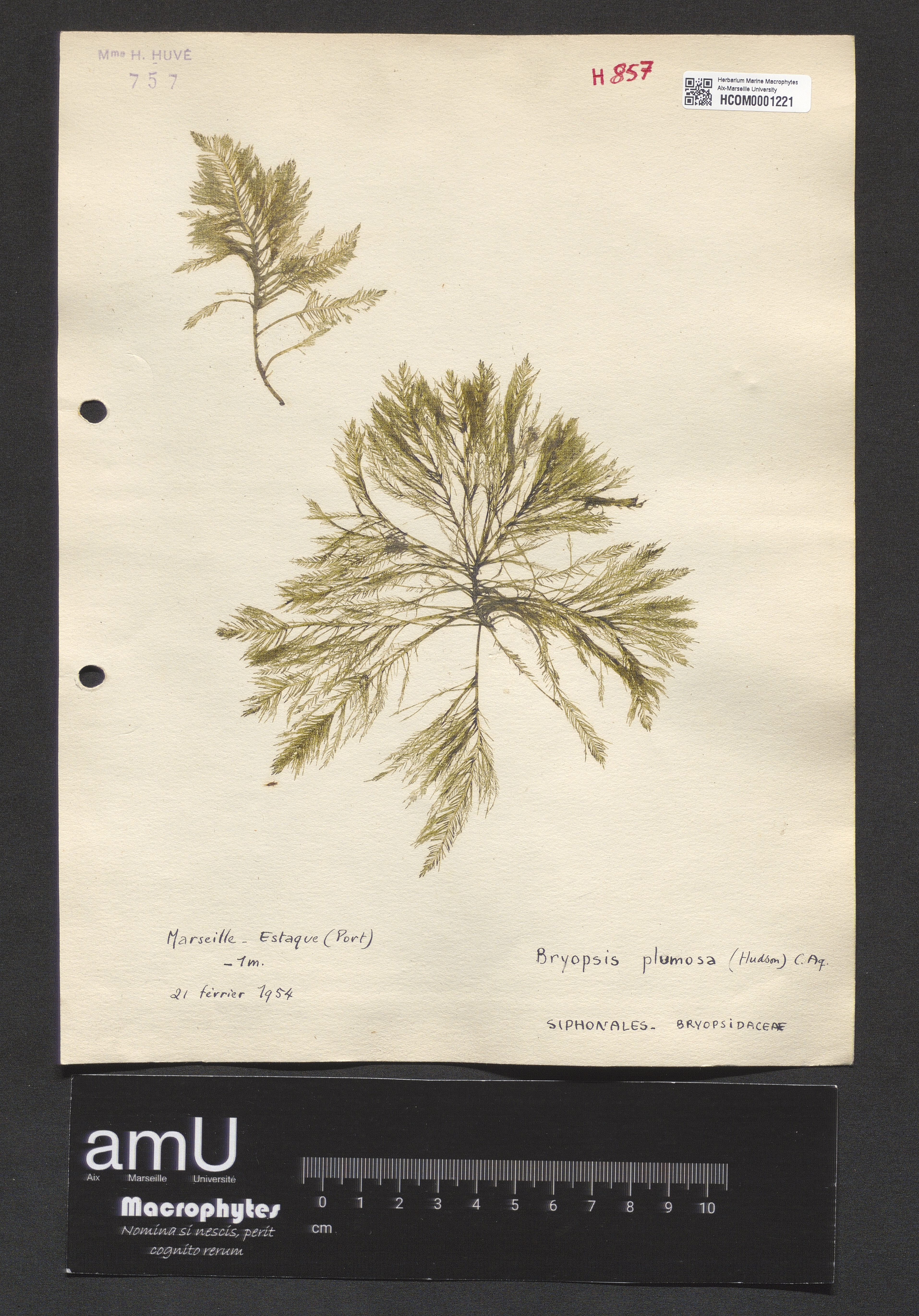 Bryopsis plumosa specimen