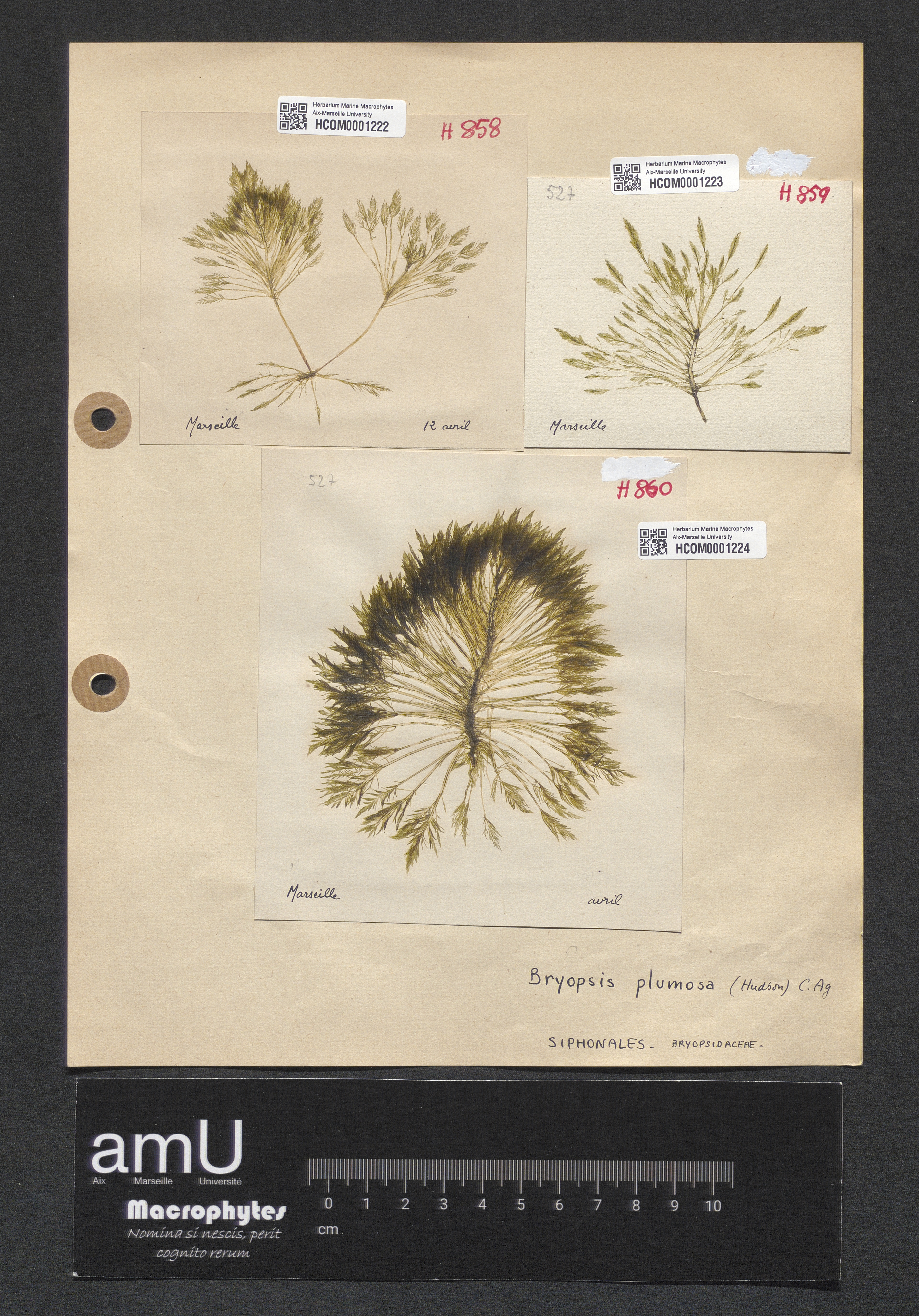 Bryopsis plumosa specimen