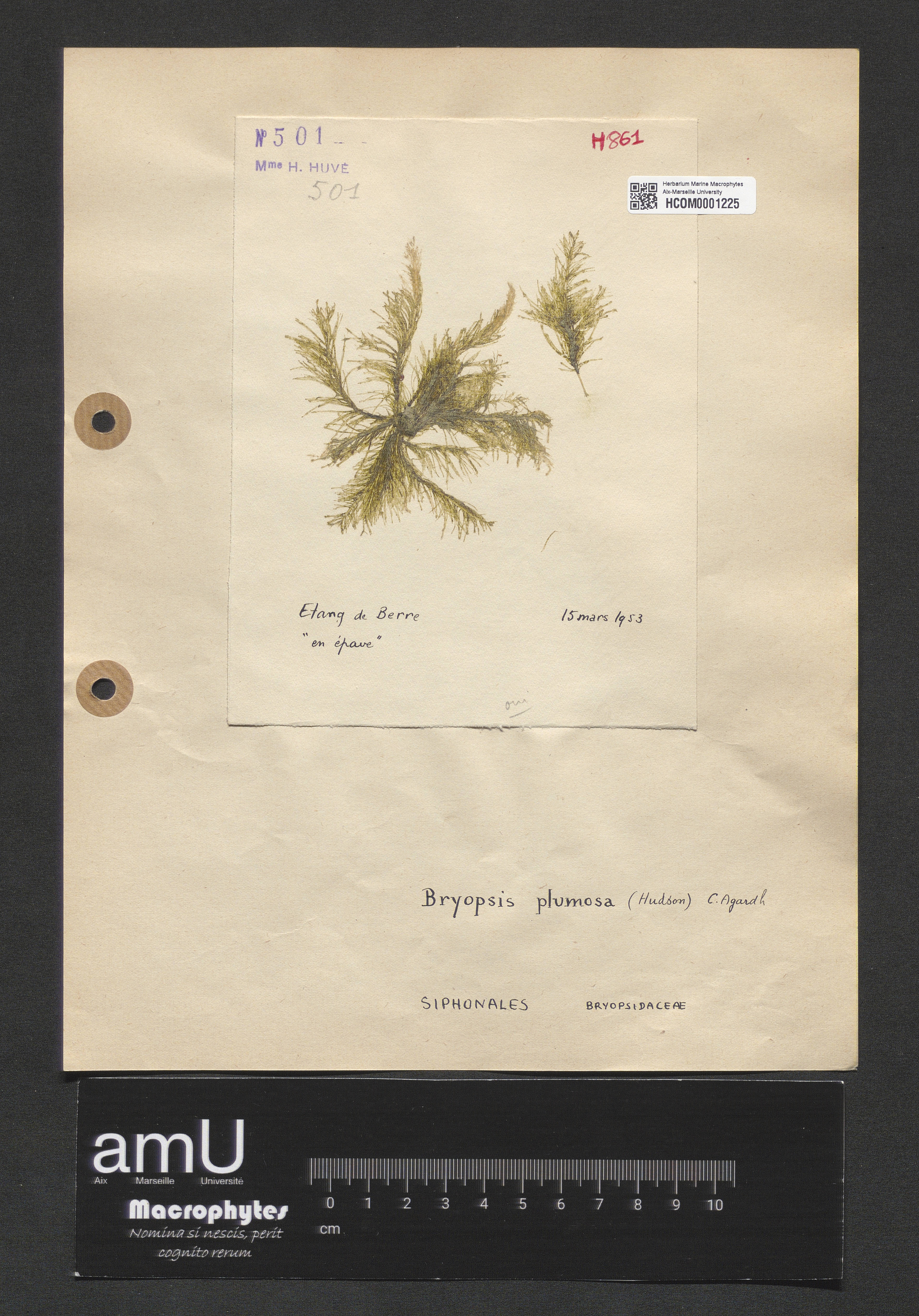 Bryopsis plumosa specimen