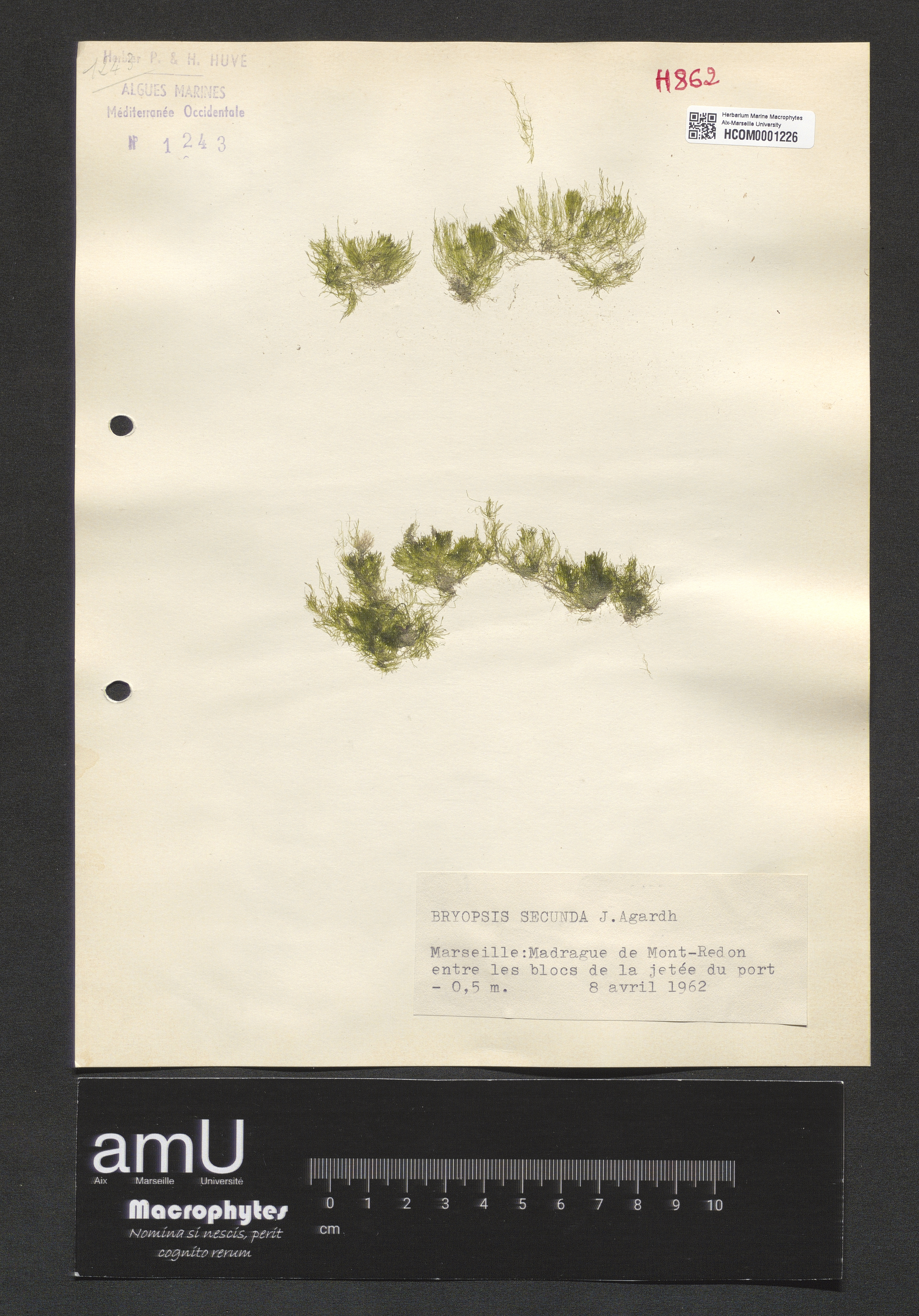 Bryopsis secunda specimen