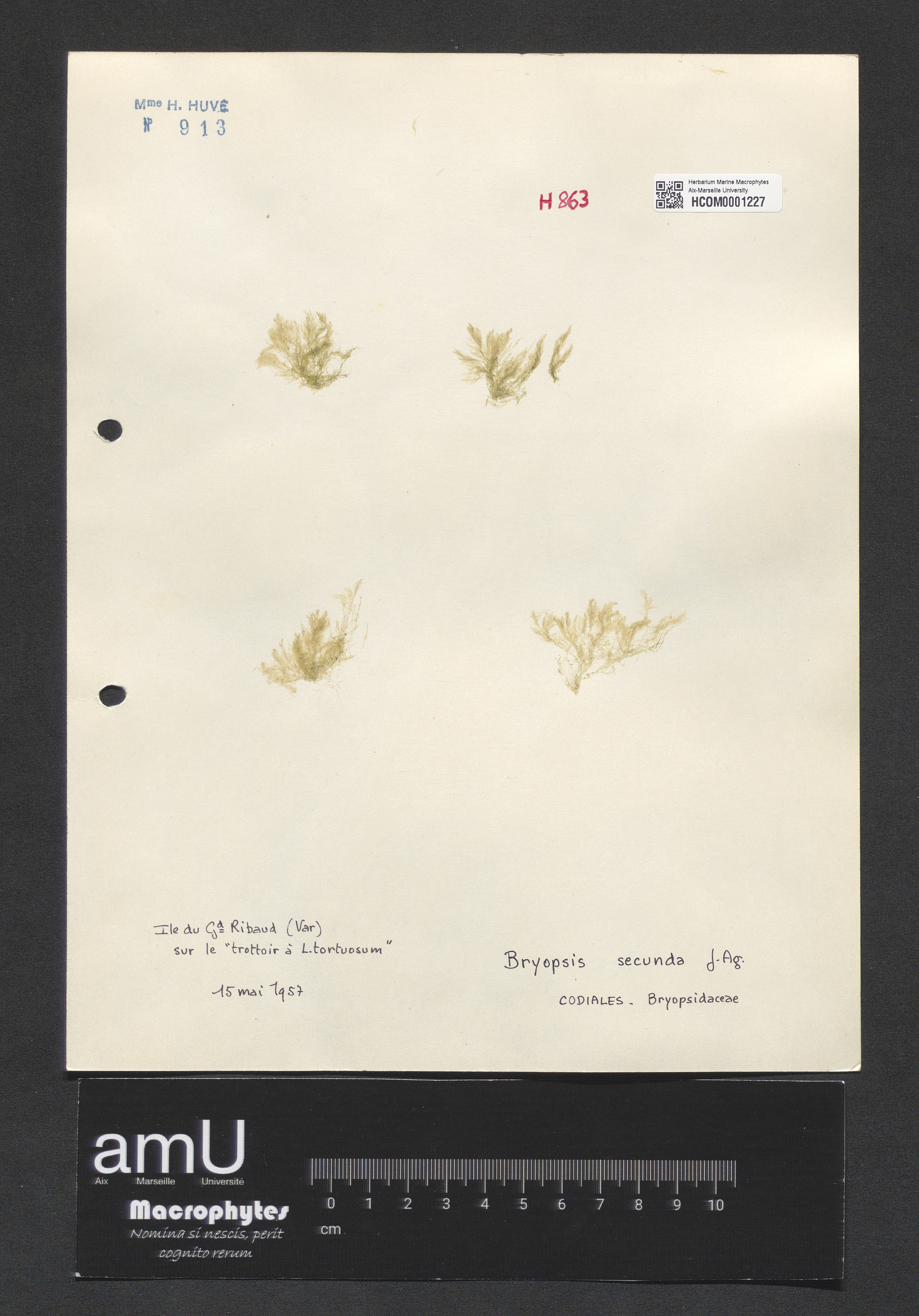 Bryopsis secunda specimen