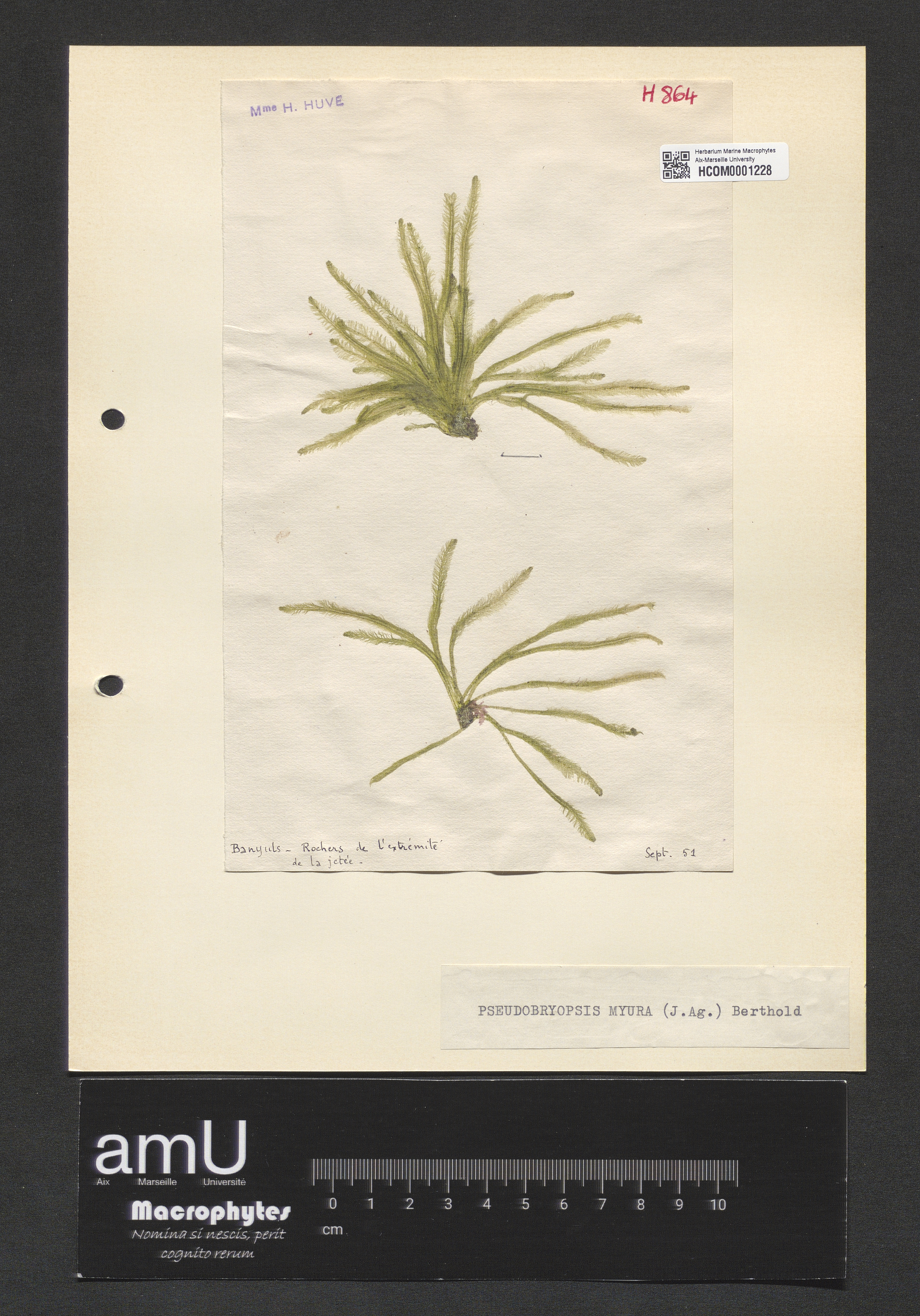 Pseudobryopsis myura specimen