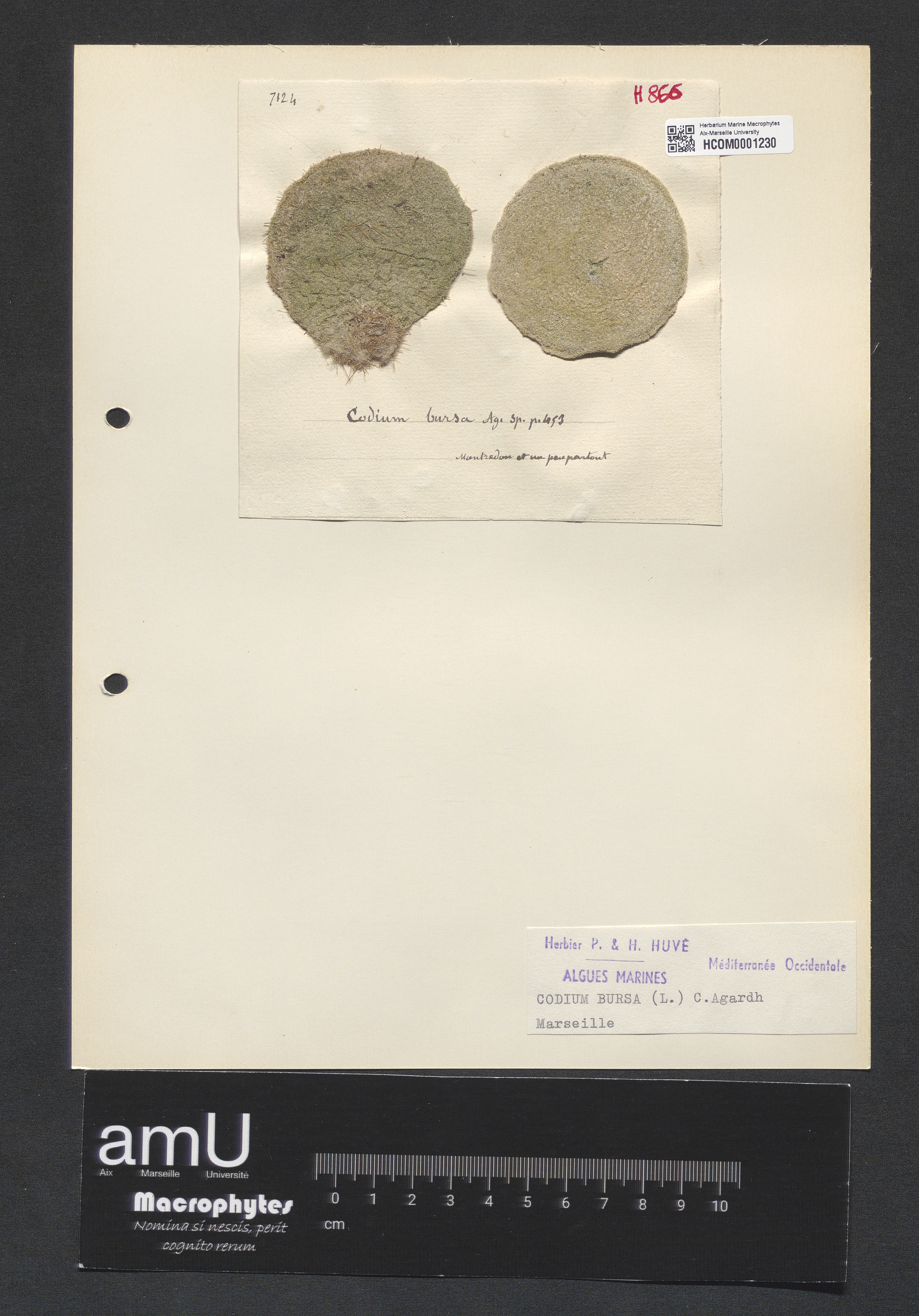 Codium bursa specimen