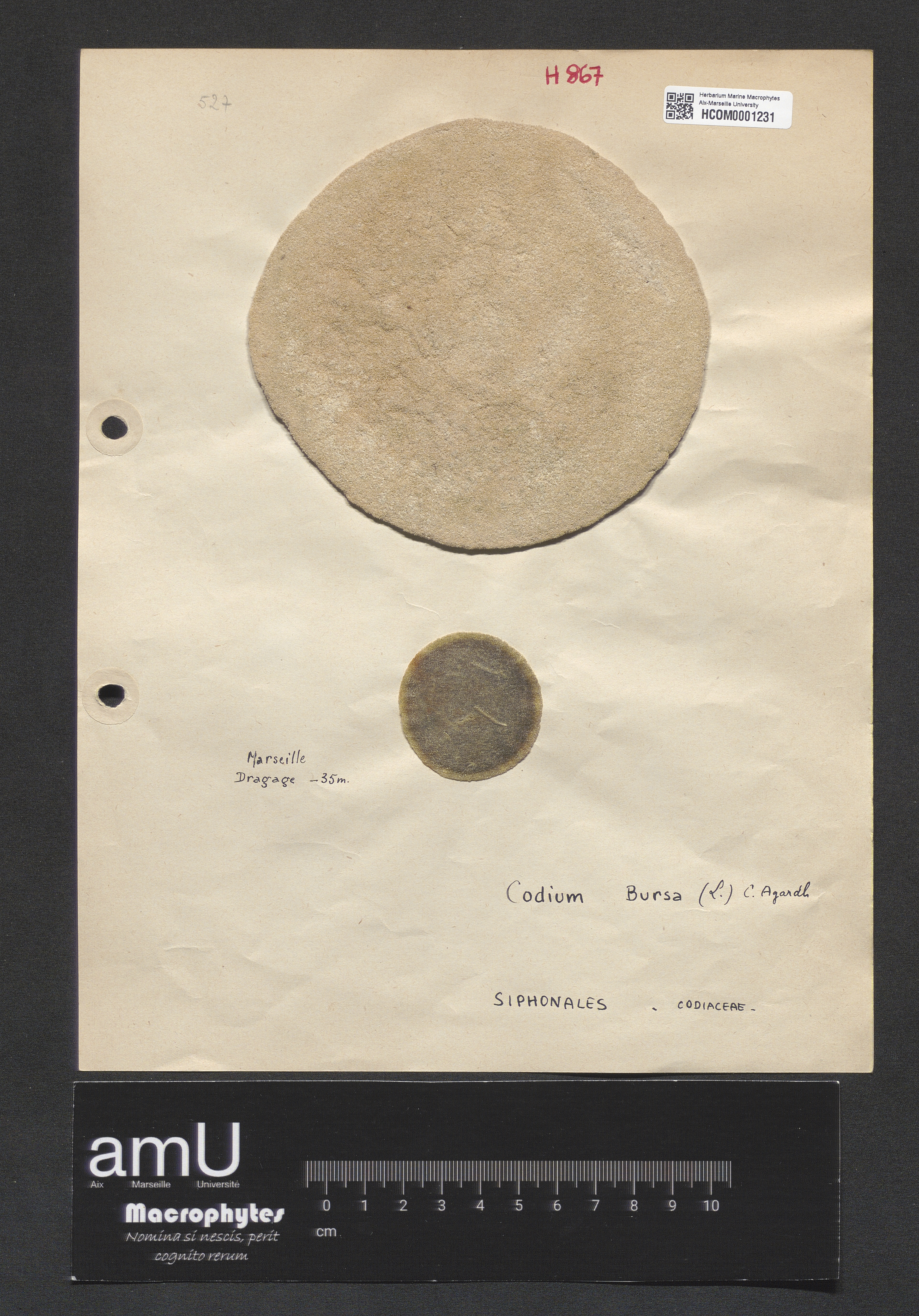 Codium bursa specimen