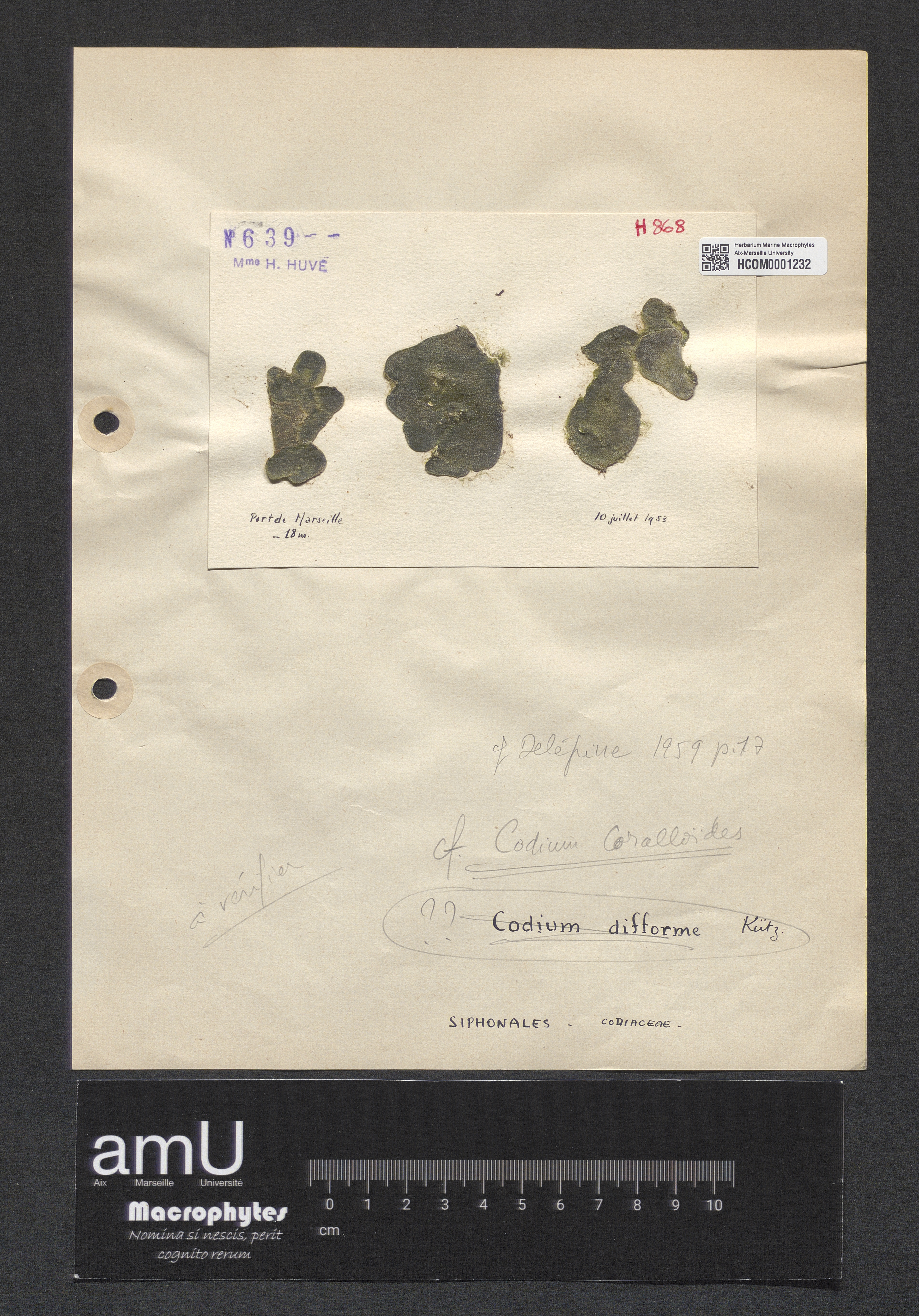 Codium coralloïdes specimen