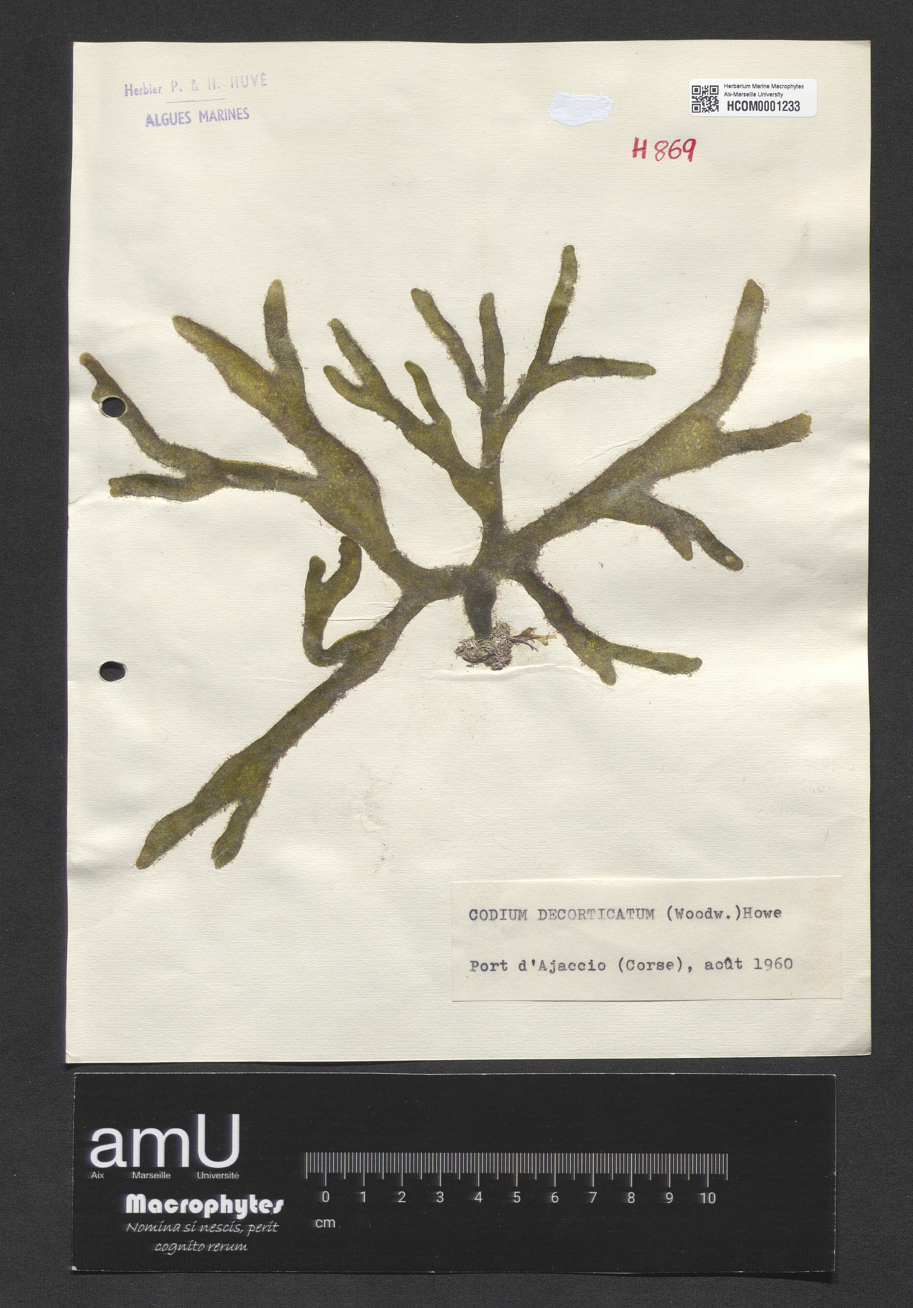 Codium decorticatum specimen