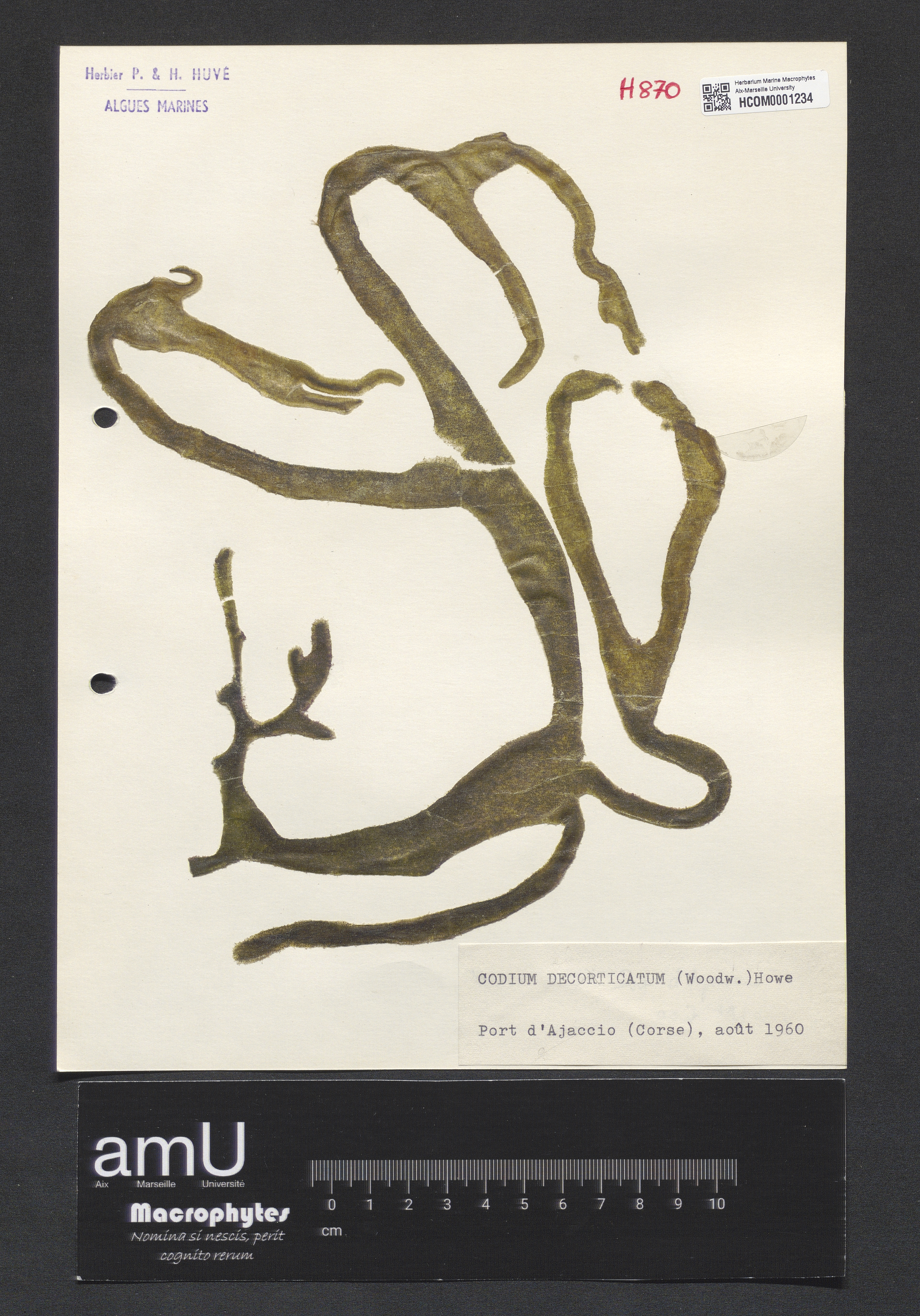 Codium decorticatum specimen