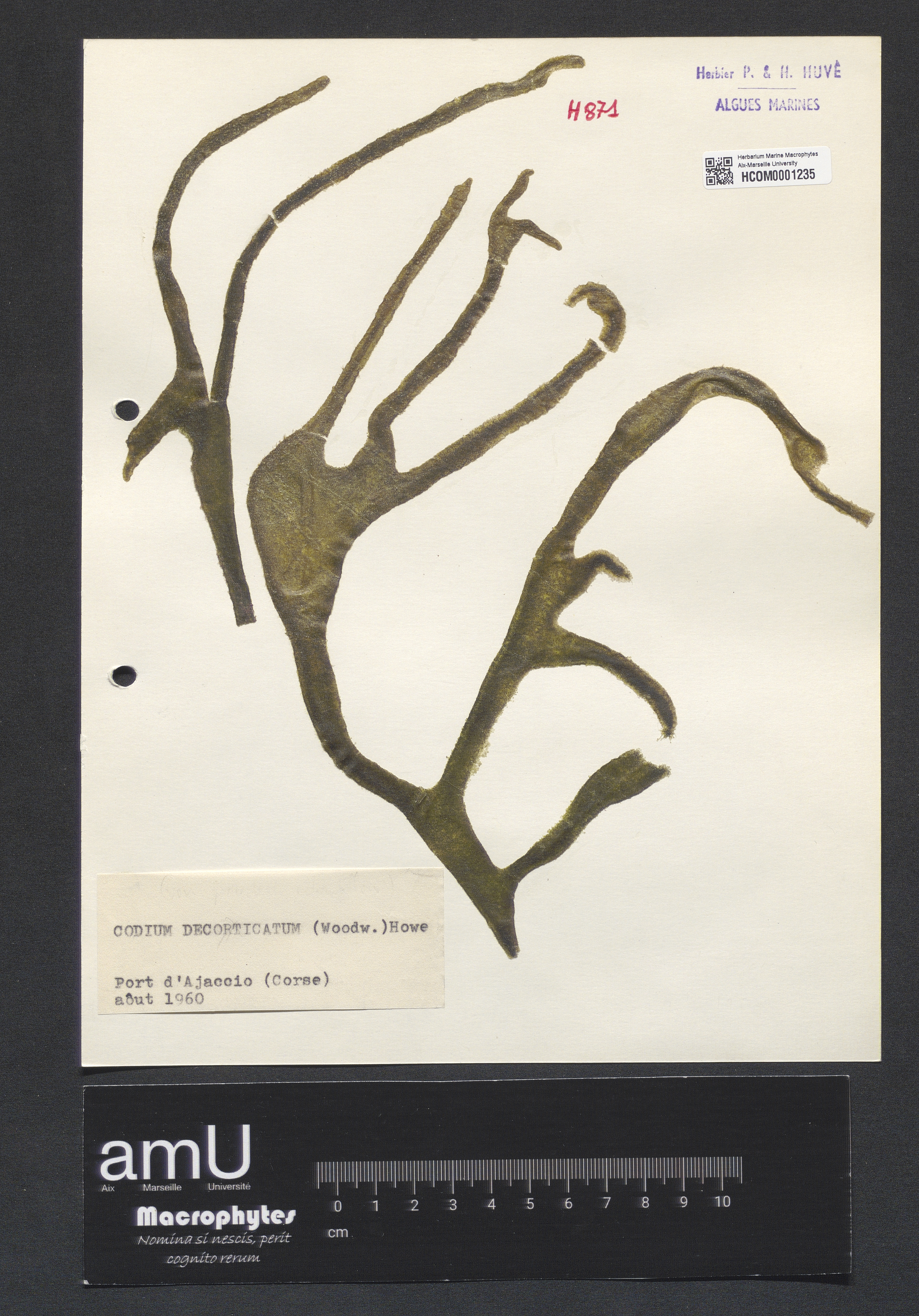 Codium decorticatum specimen