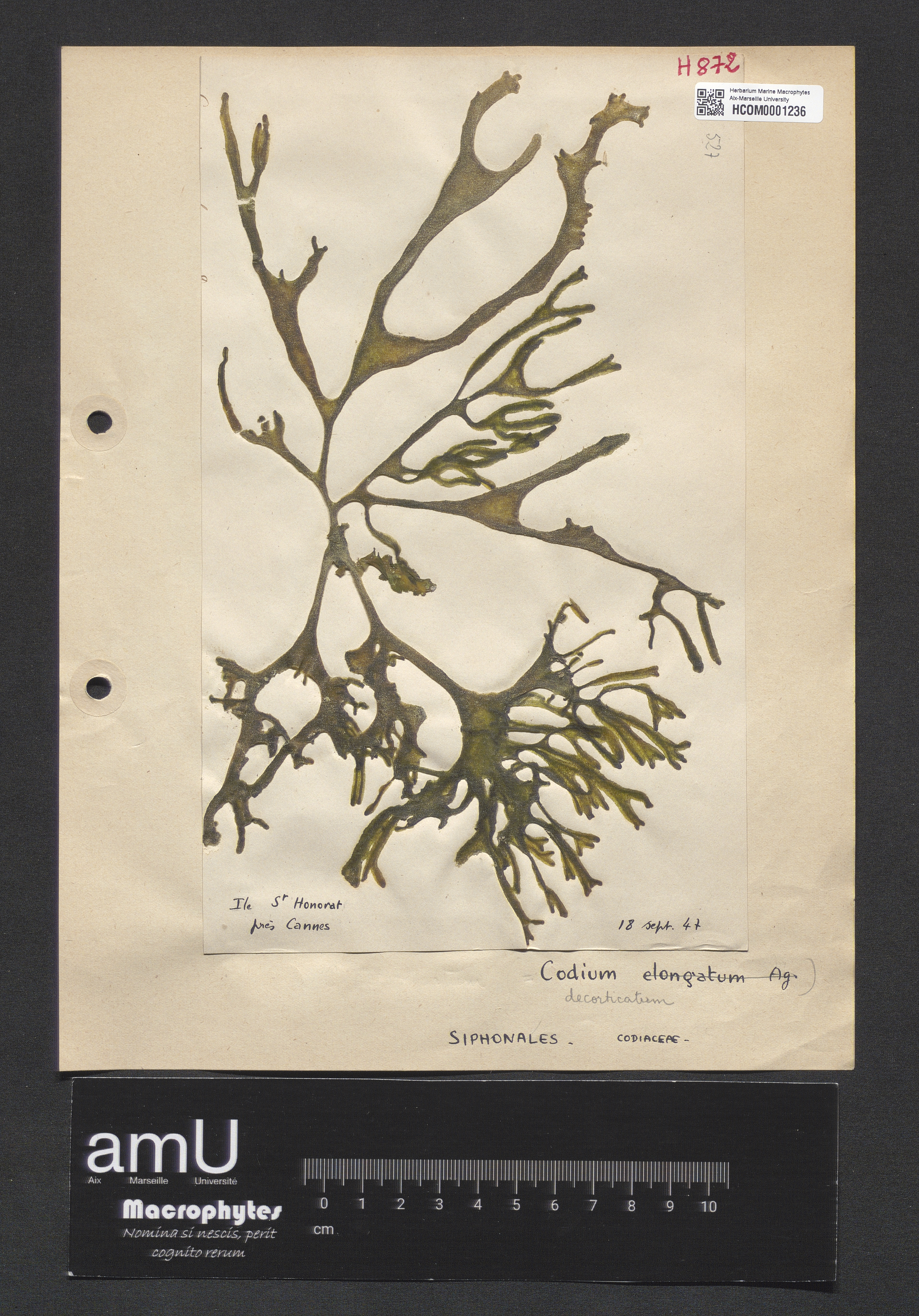 Codium decorticatum specimen