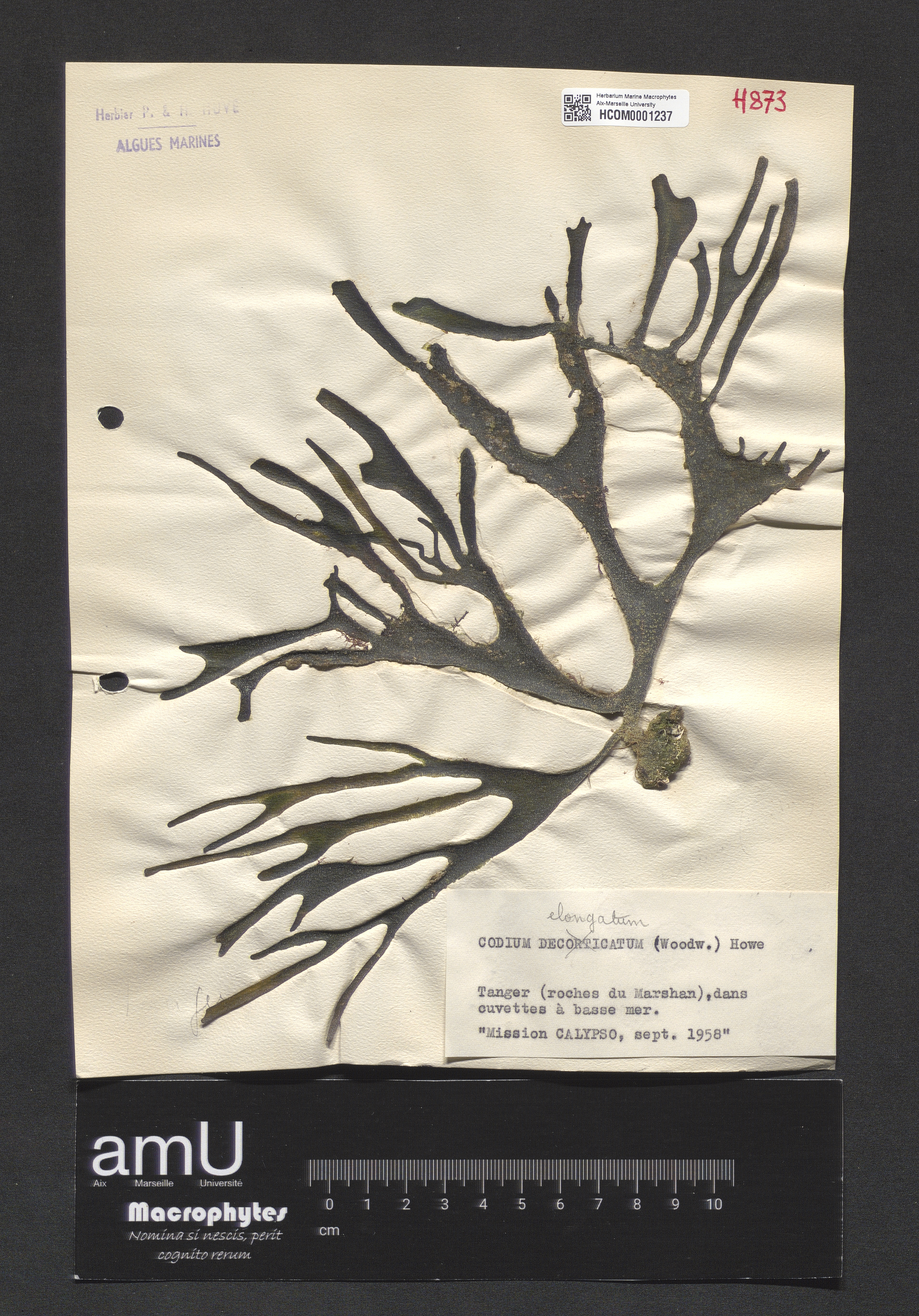 Codium elongatum specimen