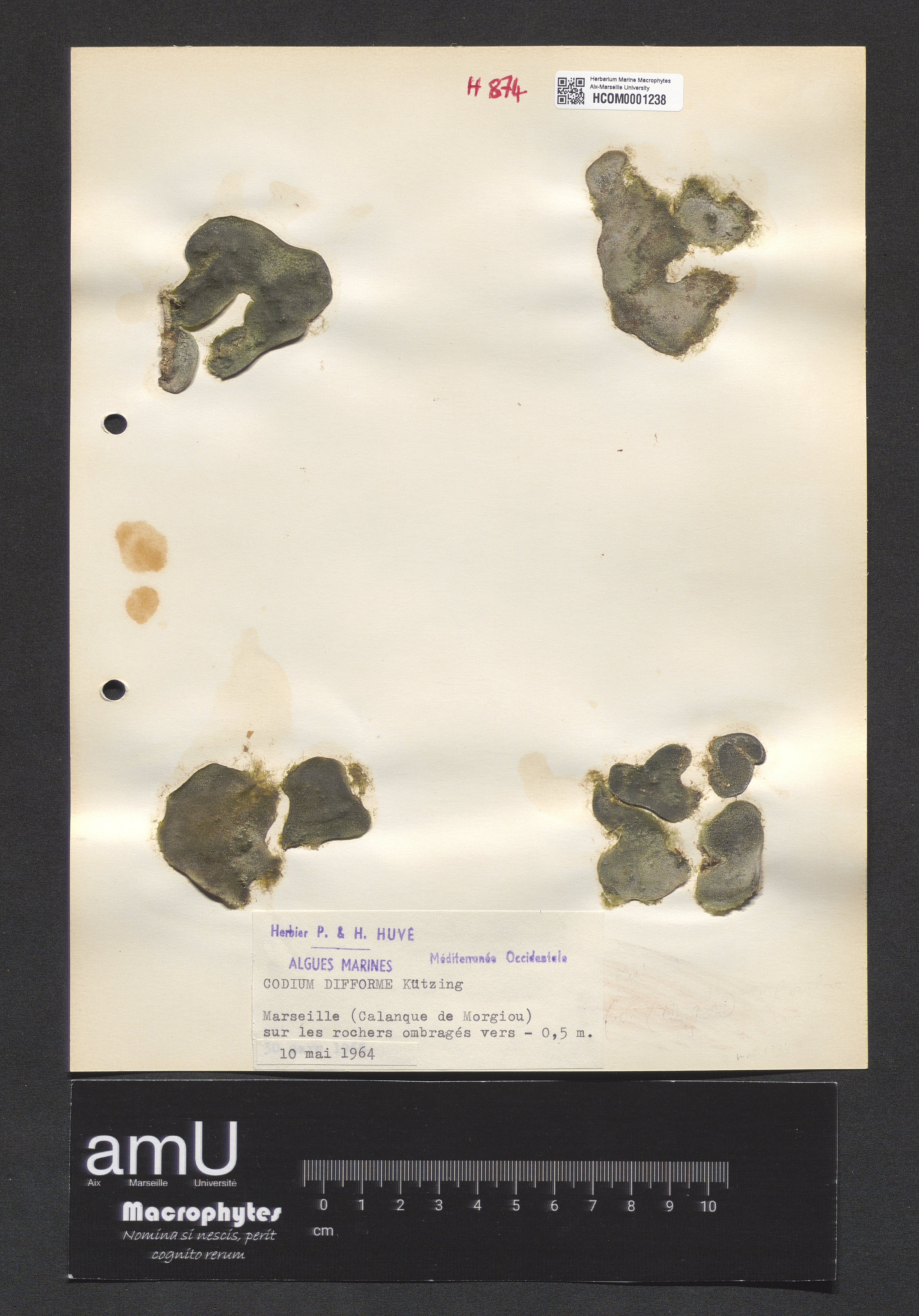 Codium difforme specimen